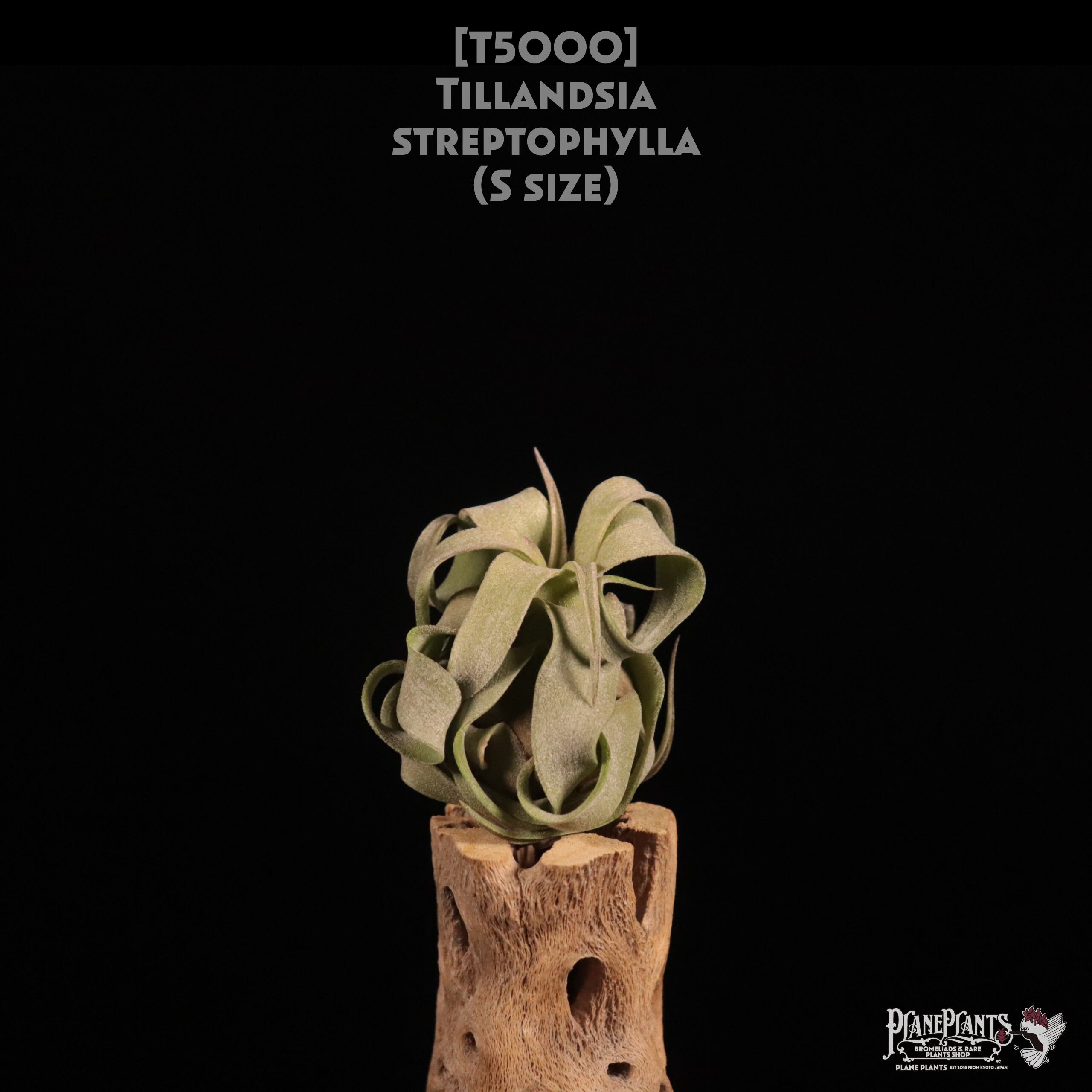 【送料無料】streptophylla S〔エアプランツ〕現品発送T5000