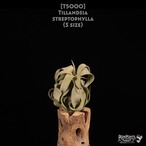 【送料無料】streptophylla S〔エアプランツ〕現品発送T5000