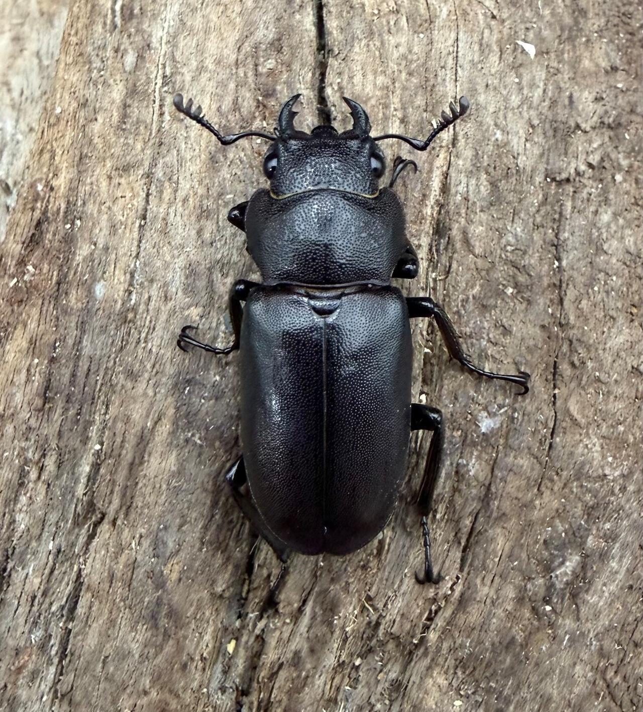 《メタリフェルホソアカ亜種フィナエ パープル系 81mm ペア》