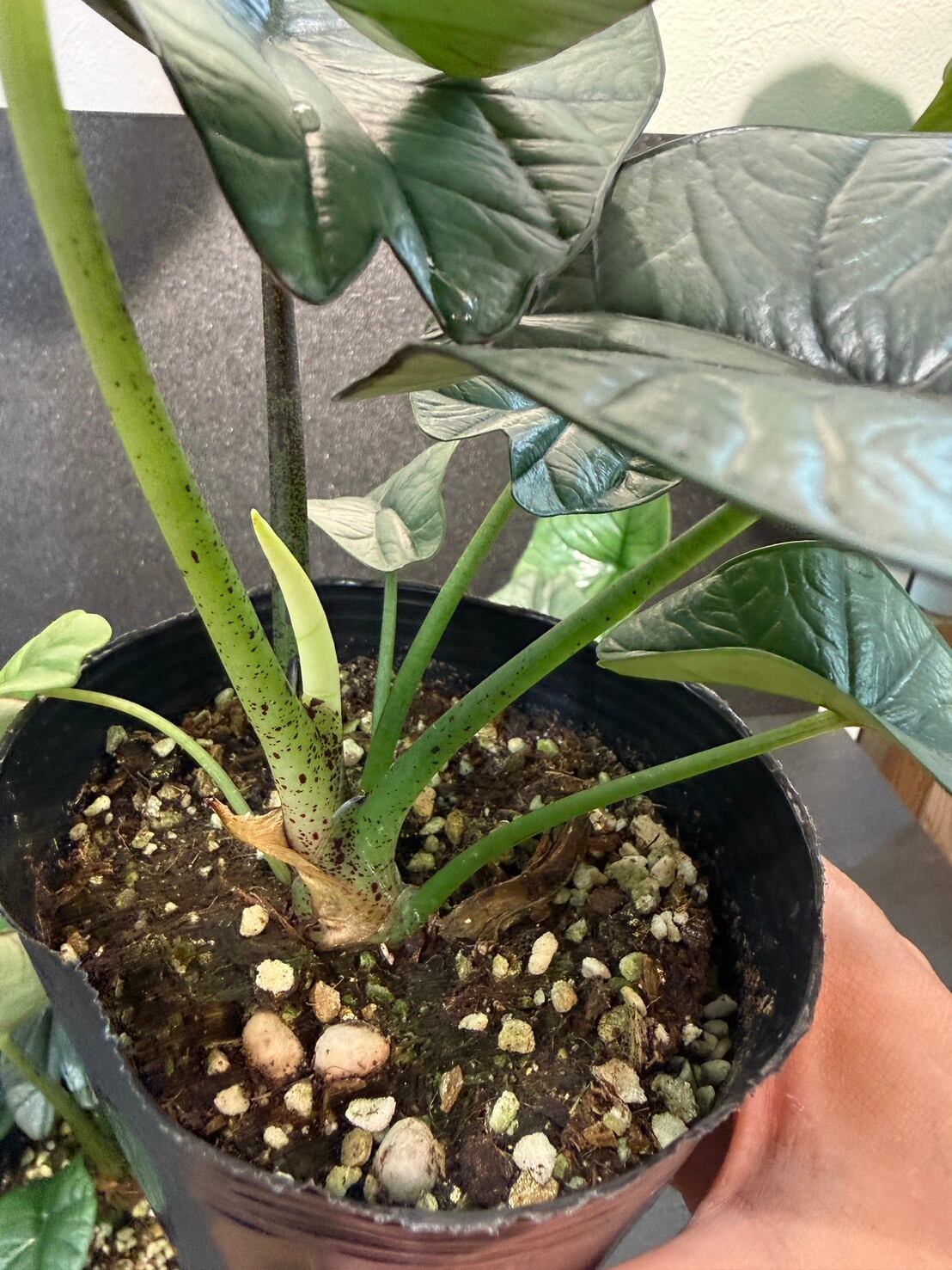 Alpinia rugosa アルピニア　ルゴサ　激レア　4芽付き　激安　大株 アロカシア・レギネ 4号 | 観葉植物と雑貨のお店 VIVAGREEN