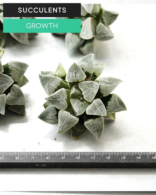 カット苗 ハオルチア 堀川ピグマエア M Haworthia 'Horikawa Pygmaea'
