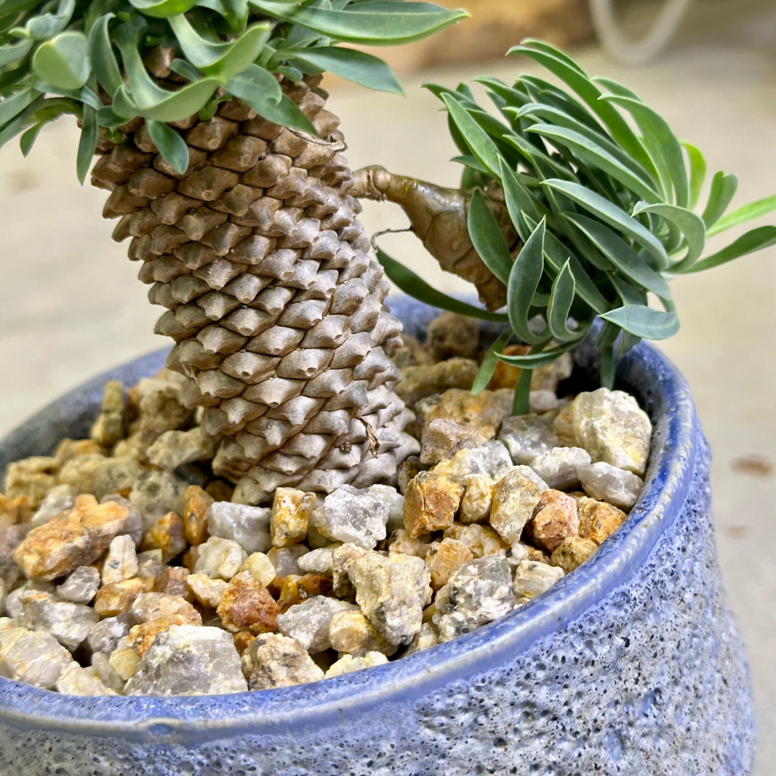 パイナップルコーン（ソテツキリン） | barrelplants_BONSAI