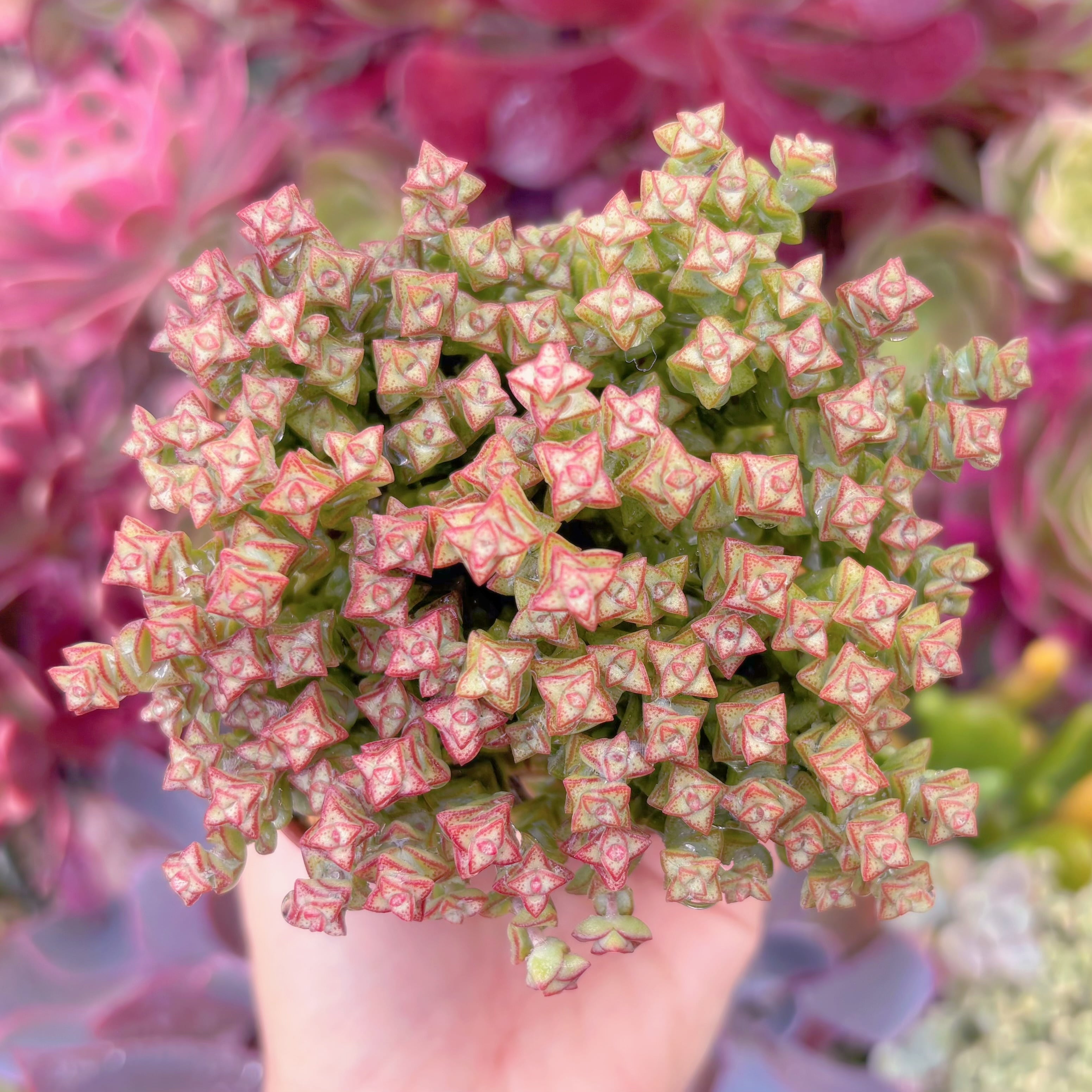 現品　小米星#A62　るる農園