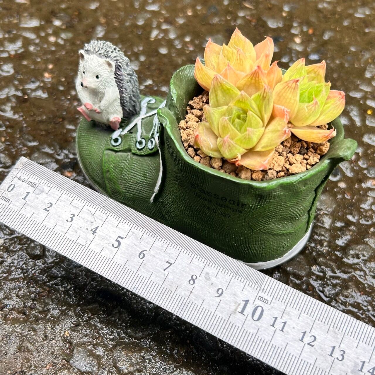 T)ハオルチア入りハリネズミ鉢 | RuPo 多肉植物専門店