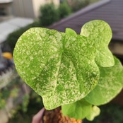 【斑入り】Stephania suberosa / ステファニア スベローサ③ / 観葉植物<育て方・花言葉>