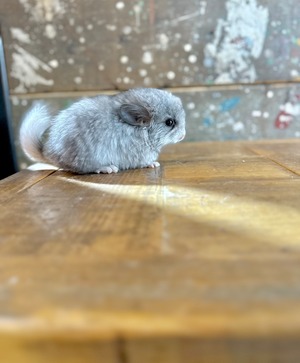 アンゴラ・シルバーモザイク・ホワイトテール②