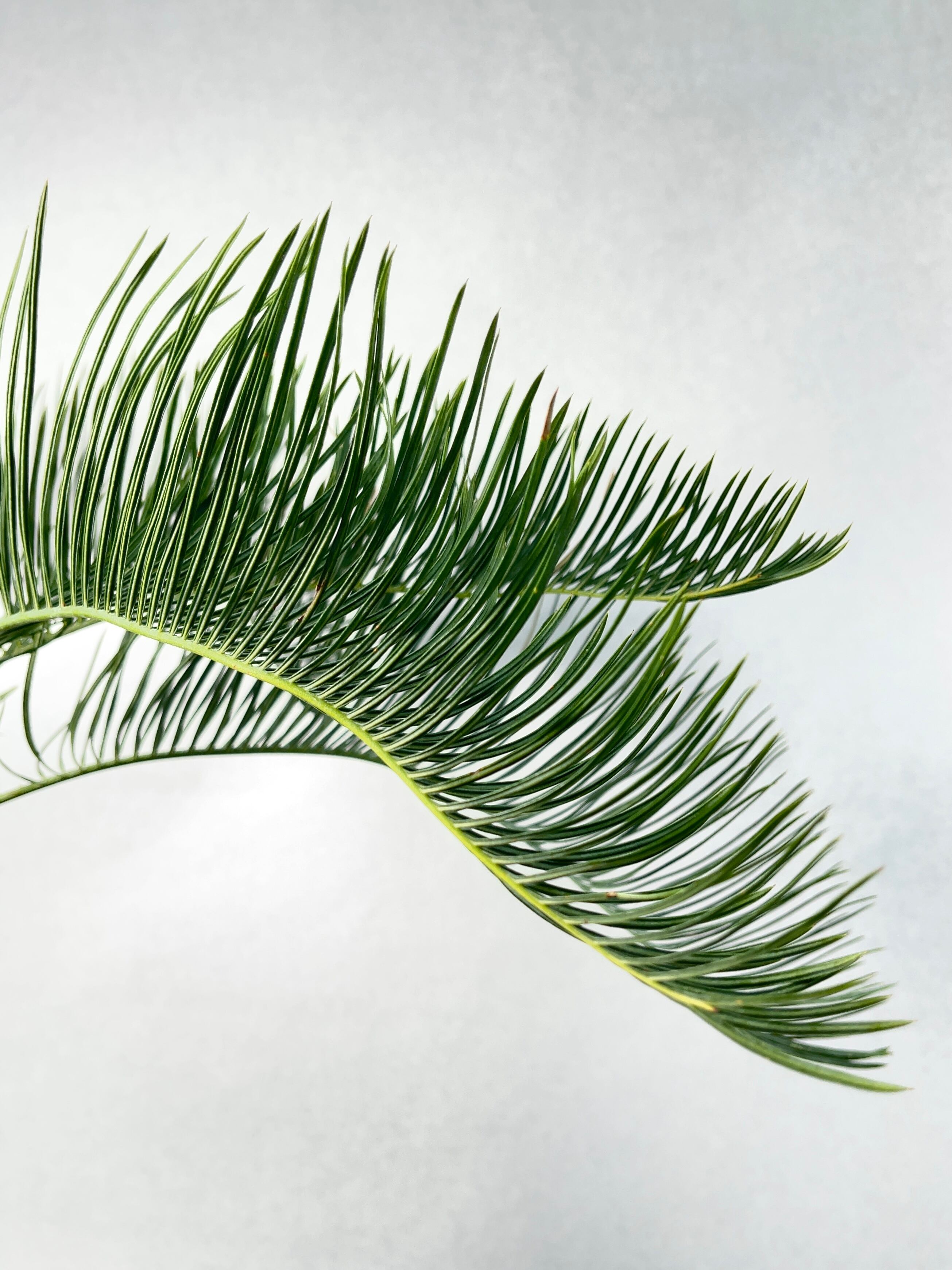 サイカス・カイルンシアナ | trigger