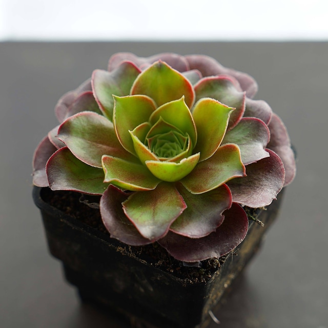 抜き苗 アエオニウム チャームゴールデンローズ 子株 Aeonium 'Charm Golden Rose'