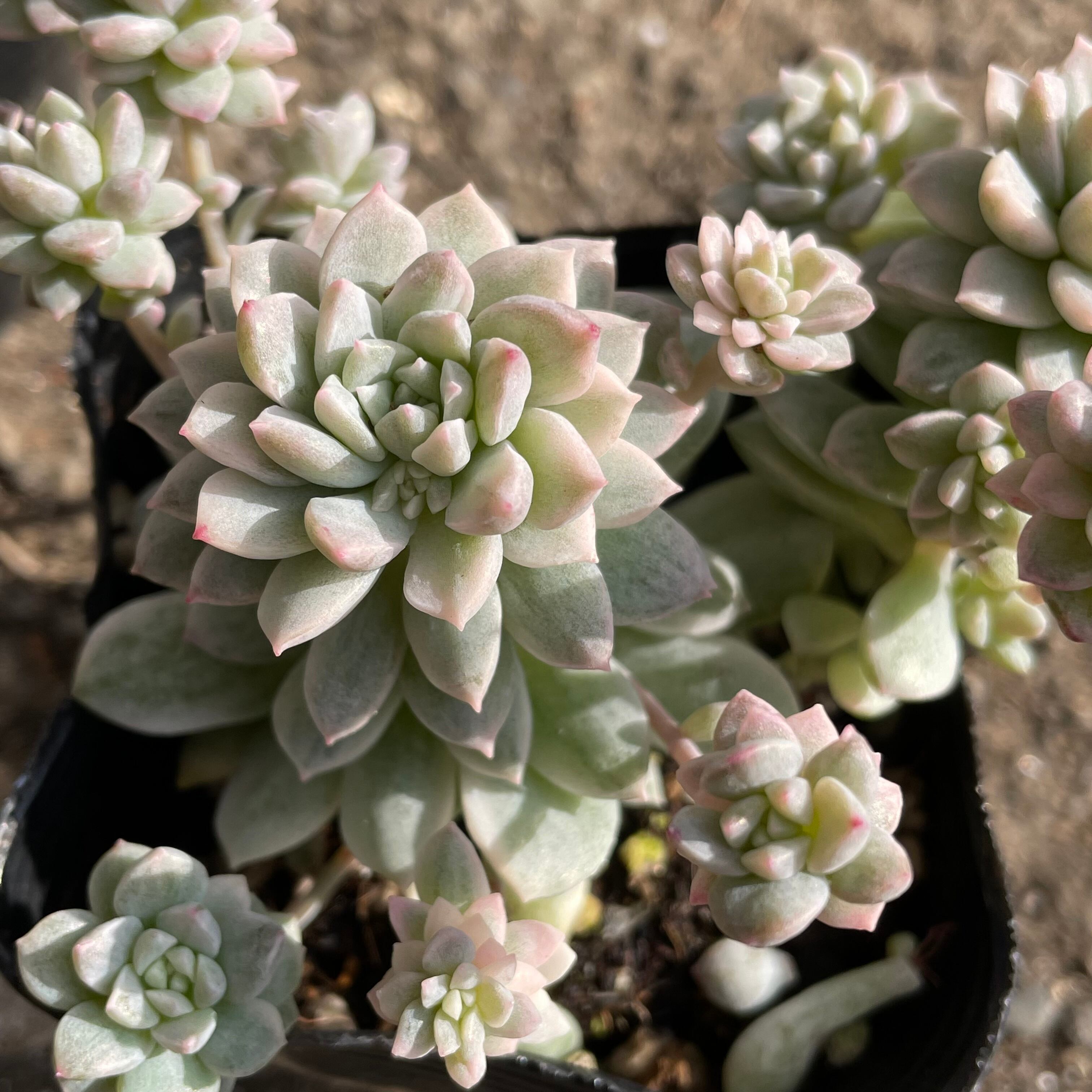 プロリフィカ錦 | RuPo 多肉植物専門店