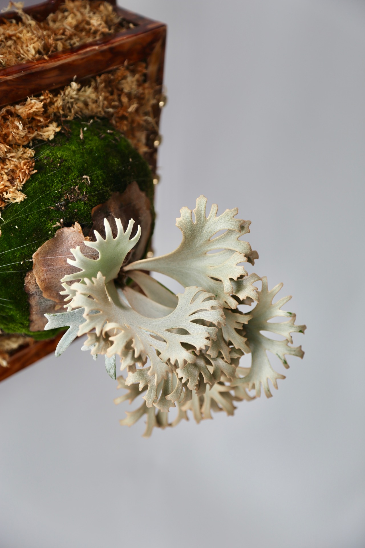 P.Willinckii Jenny Pups