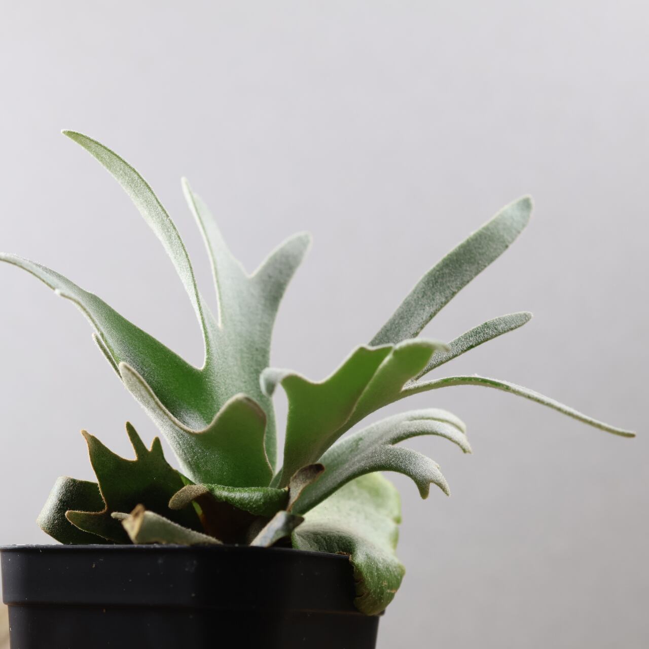 塊根植物、ビカクシダ 610『ビカクシダ Jenny』観葉植物【送料無料】 | MARX PLANTS | 観葉