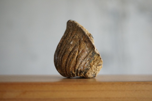 カリフォルニア産トリゴニア化石　Trigonia