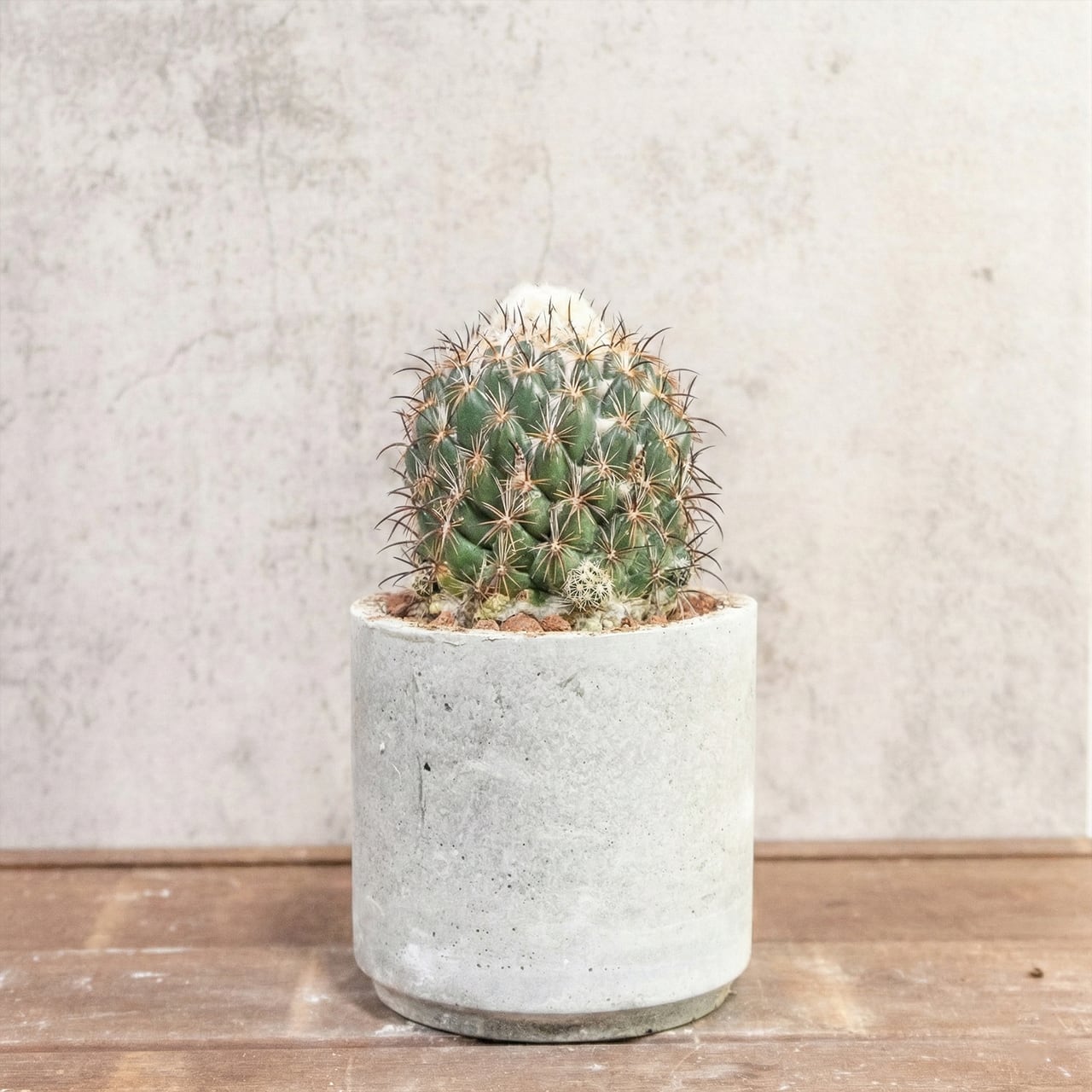 サボテン コリファンタ 金環蝕 荒々しい刺と頂部の綿毛が魅力 一株ごとの厳選仕入れ 手づくりモルタル鉢 観葉植物｜虫発生抑制（全国一律送料850円）