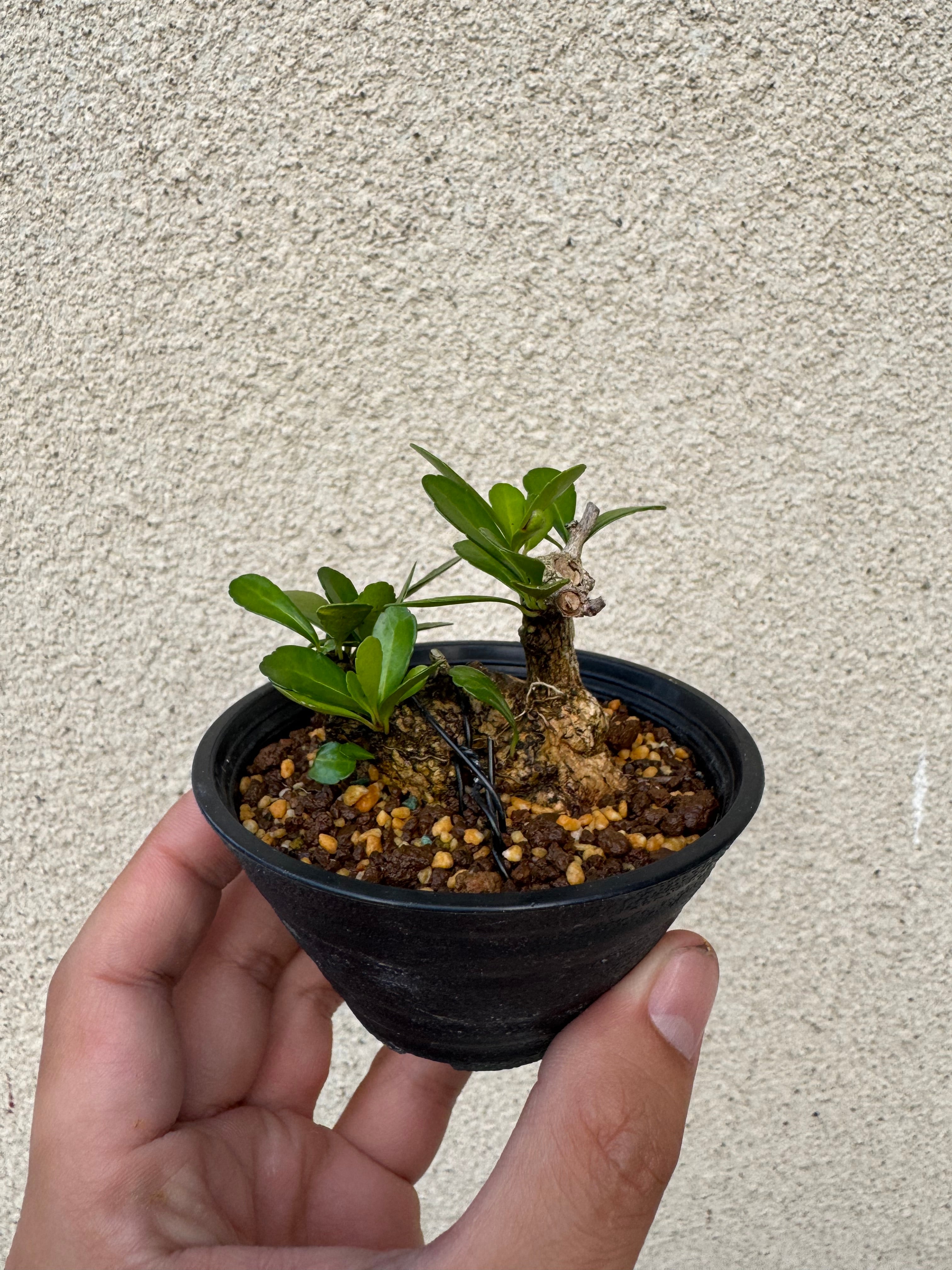 【琉球盆栽】ハリツルマサキ【小型の良品】