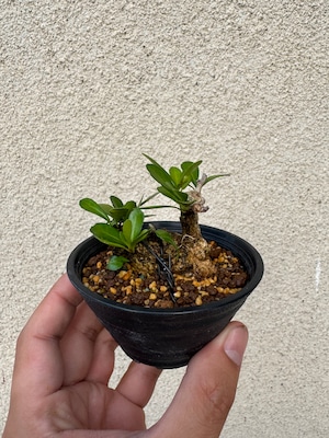 【琉球盆栽】ハリツルマサキ【小型の良品】