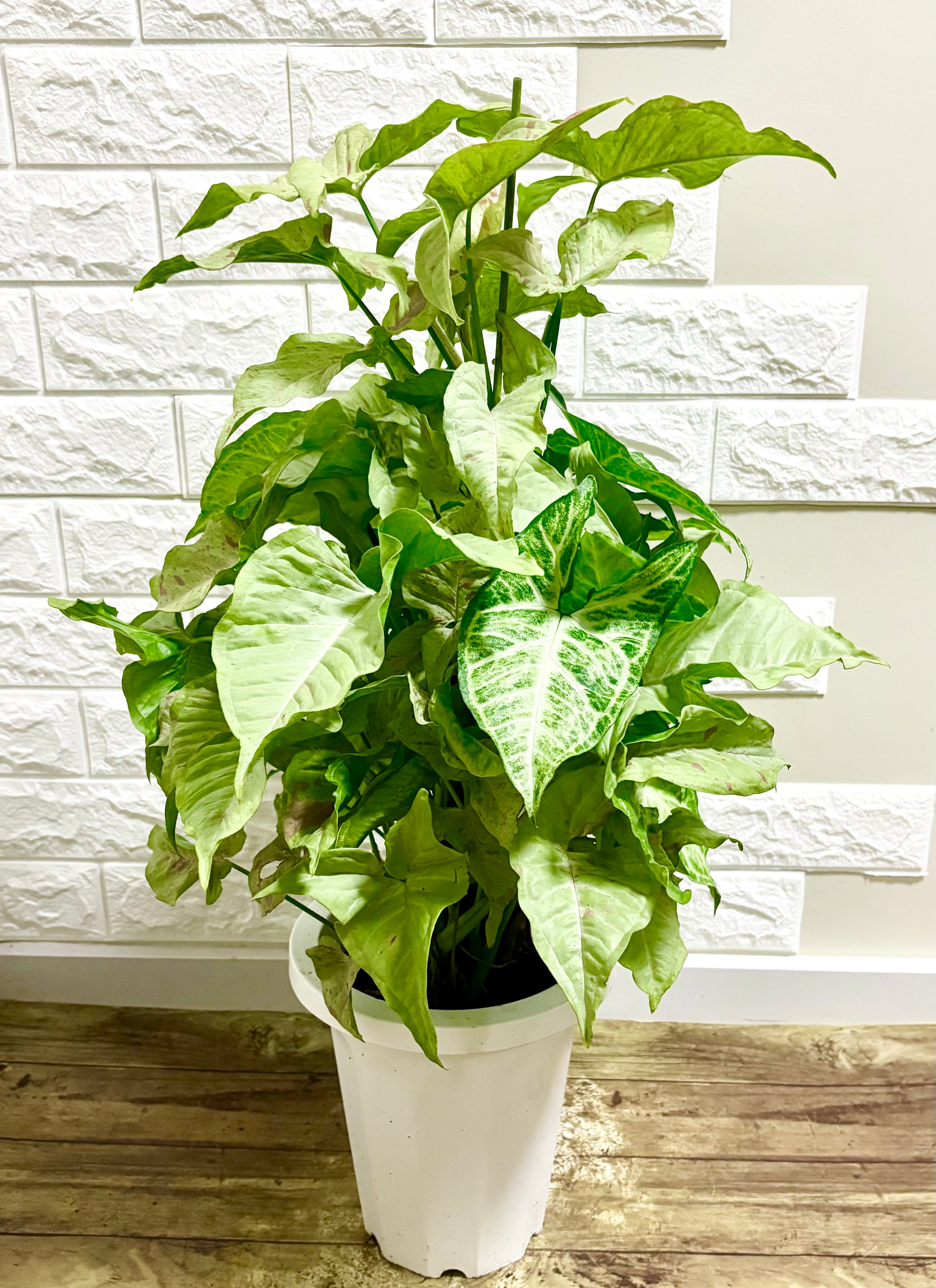 フィカスアムステルダムキング⭐️曲がり⭐️約150cm | 観葉植物のお店