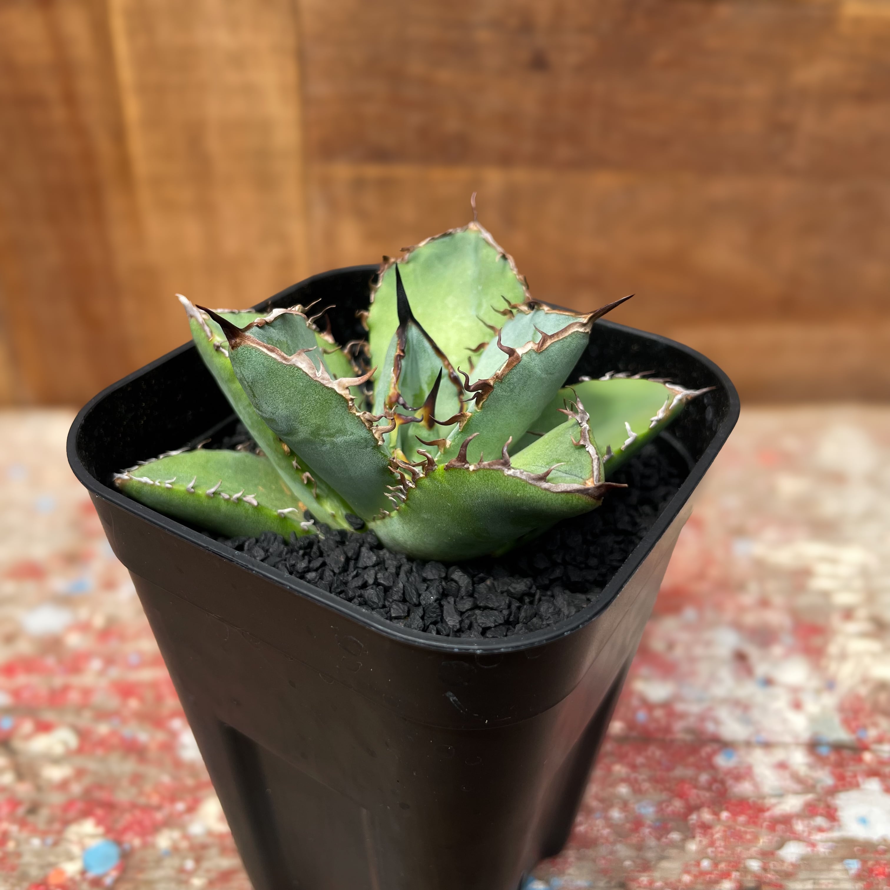 Agave titanota “Black rhino”【チタノタ・黒犀牛】 | RIMO