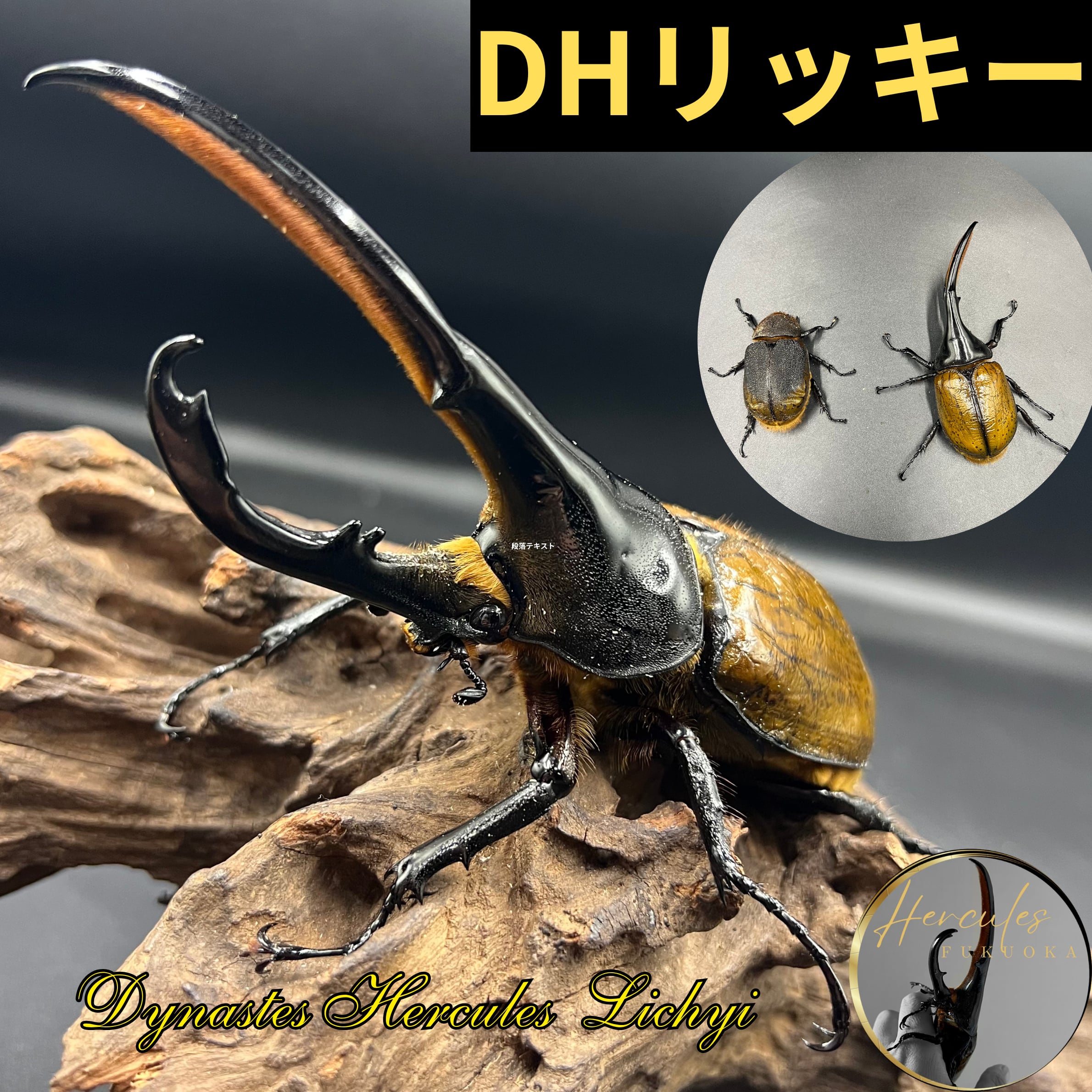 即ブリ！ OAKS ヘラクレスヘラクレス (T115×T117) ♀メス単品 検索用