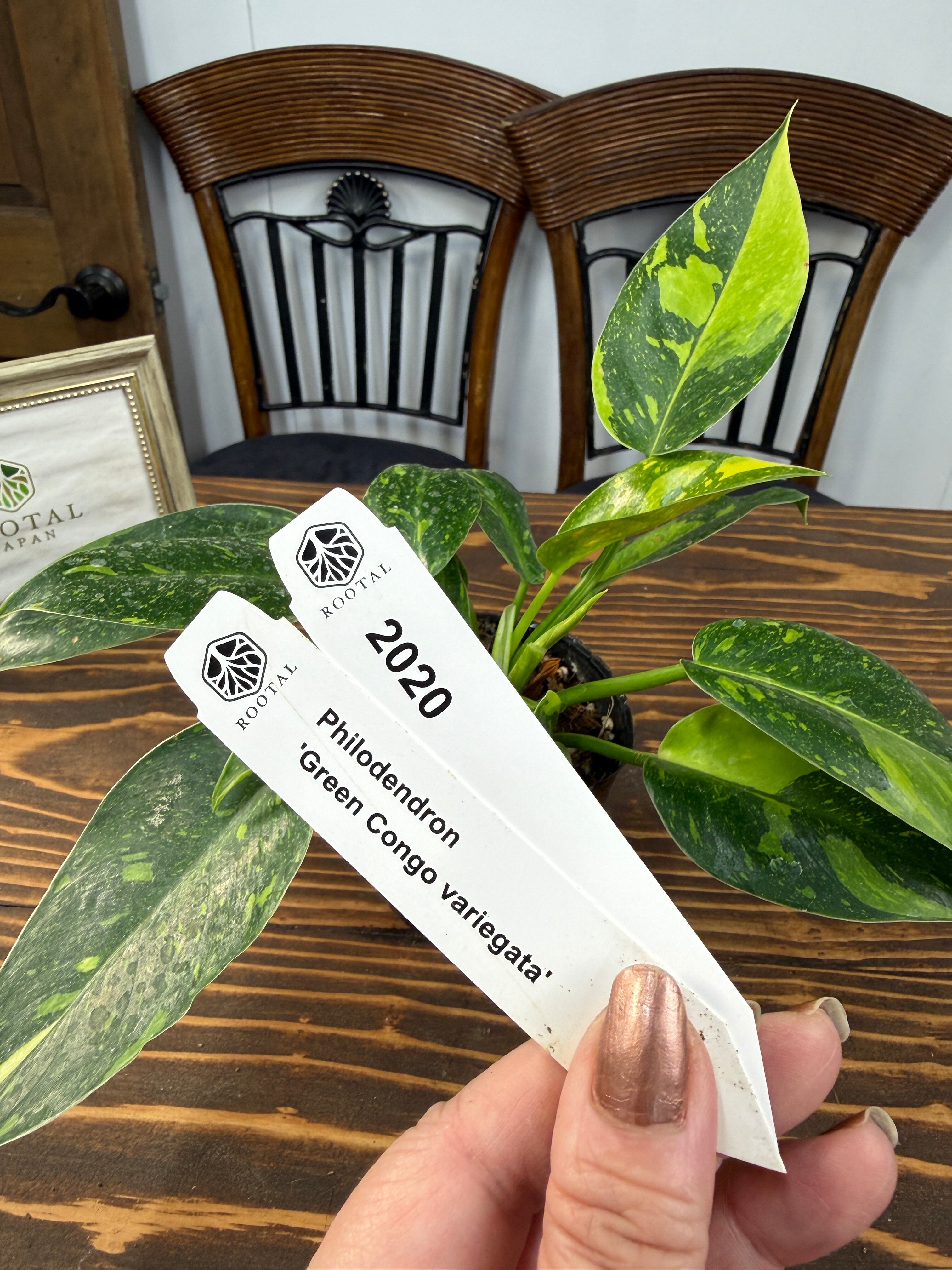 斑入り | ROOTALPLANTS