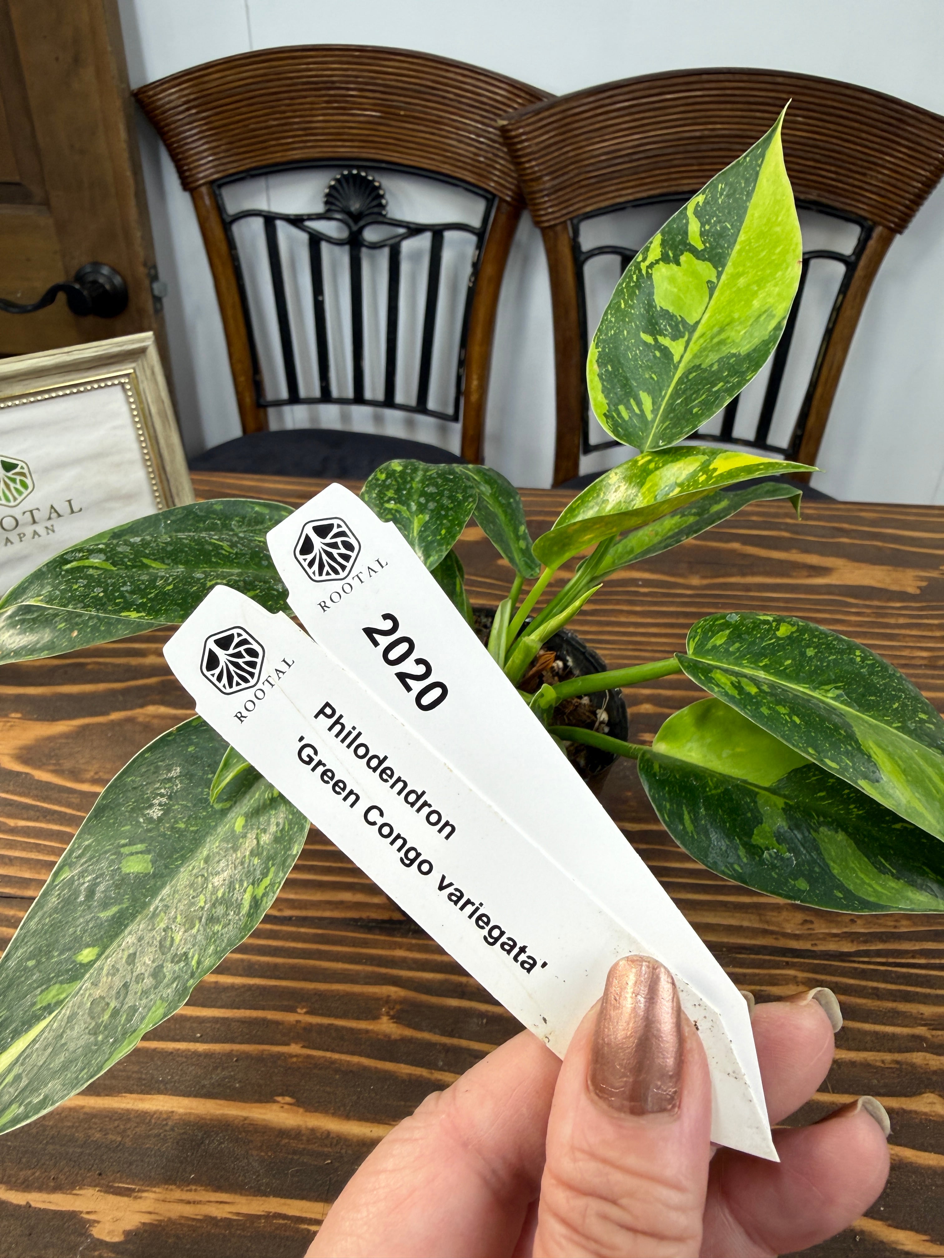 ★2020【優美な緑】フィロデンドロン グリーンコンゴバリエガータ(3号ポット)