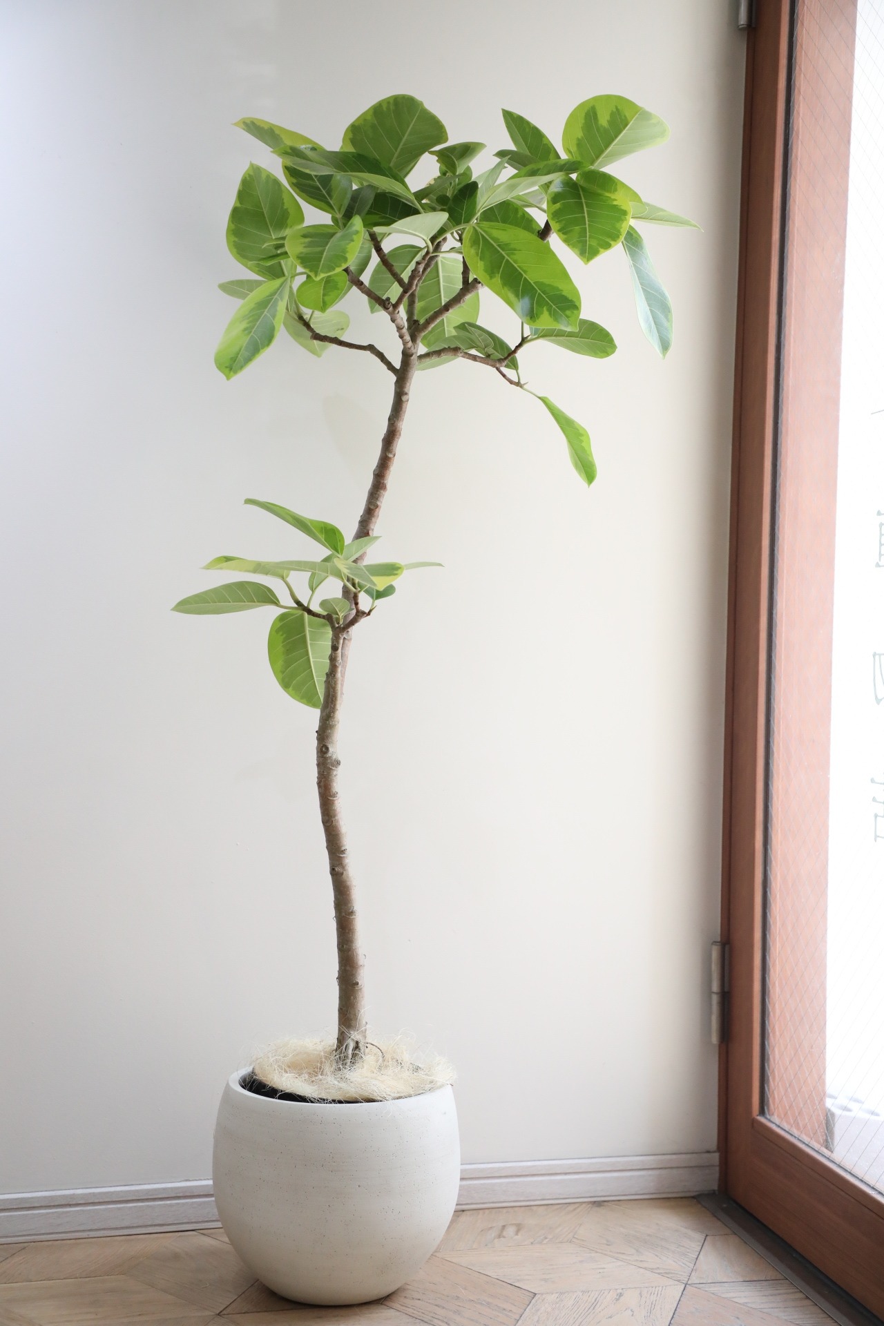 【L/135cm】フィカス アルテシマ/Ficus Altissima