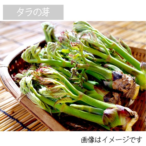 4月の山菜　タラの芽　約50ｇ　朝採り直売野菜　5月上旬発送予定