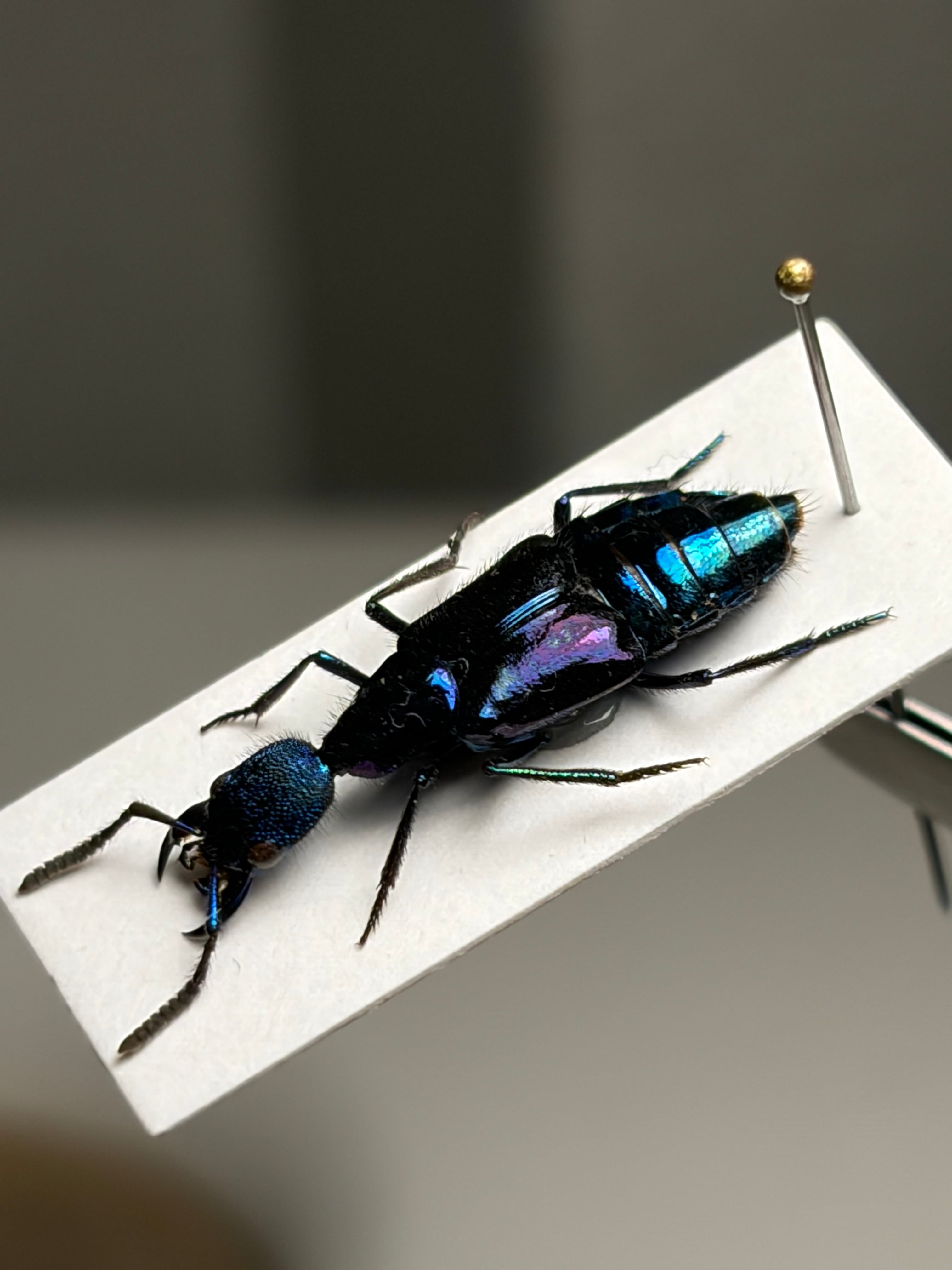 22mm】青と紫がとんでもなく美しい大型のハネカクシ 標本 ハンミョウ隠