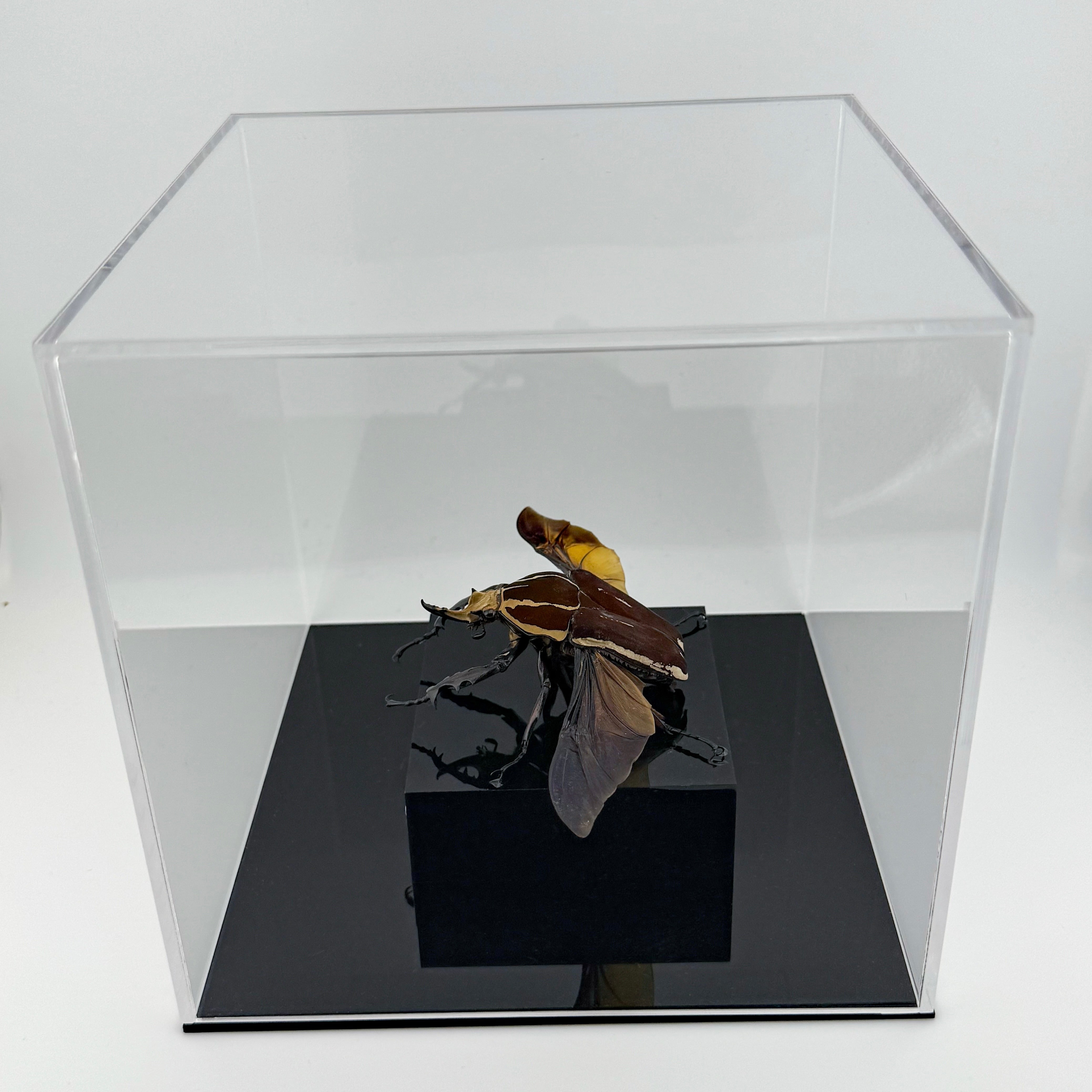 大型展示】ウガンデンシスオオツノハナムグリ 飛翔標本 | Pay ID