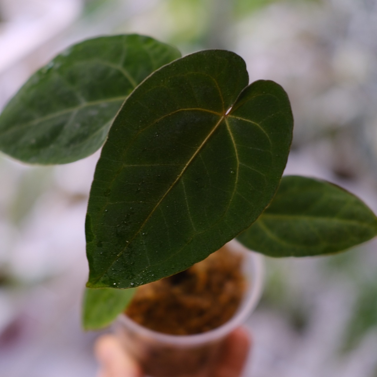 【希少】Anthurium Ace of Spades / アンスリウム エース オブ スペード⑤│観葉植物