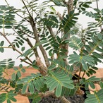 Senna meridionalis【センナ・メリディオナリス・実生】