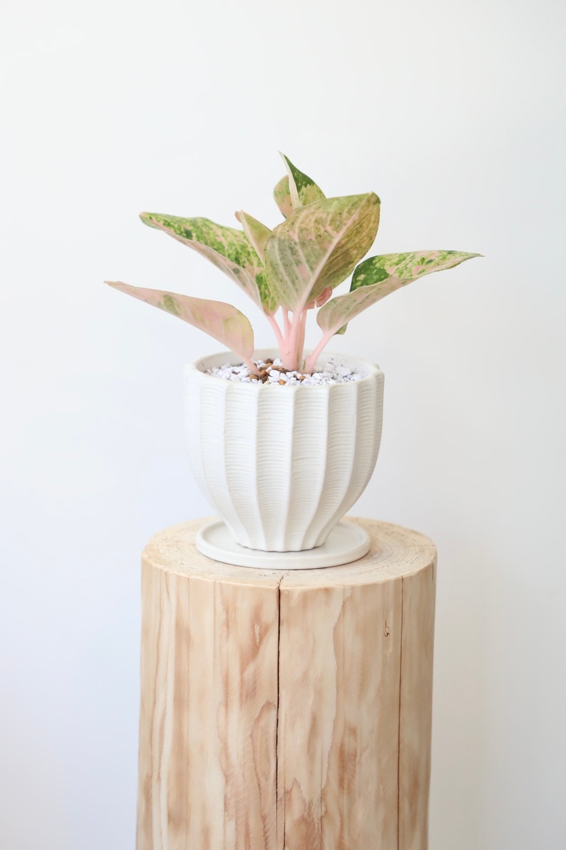希少】アグラオネマ ピンクイメリアス/Aglaonema ※陶器鉢付き
