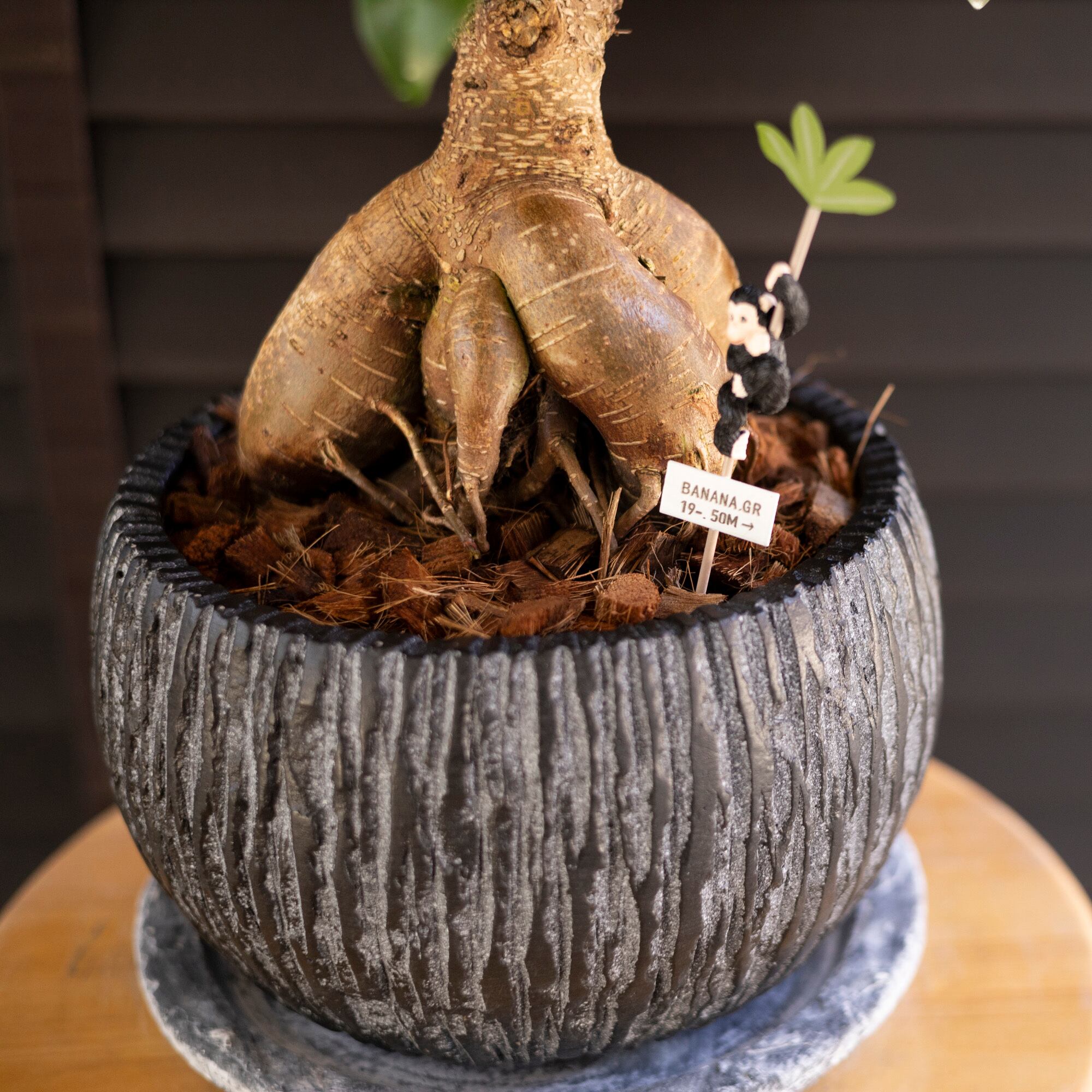 運気UP ガジュマルの木 7号 陶器鉢 ピック付 観葉植物 ガジュマル