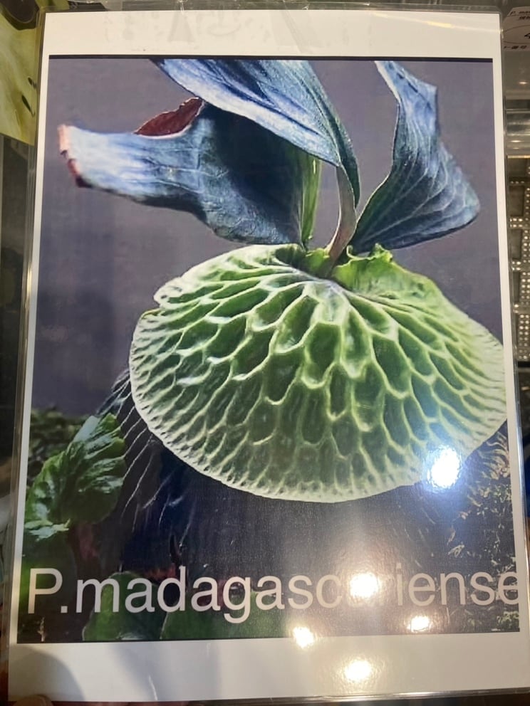 P．madagascariense ③　マダガスカリエンセ　子株　ビカクシダ ビカクシダ・マダガスカリエンセ 3号 | Pay ID