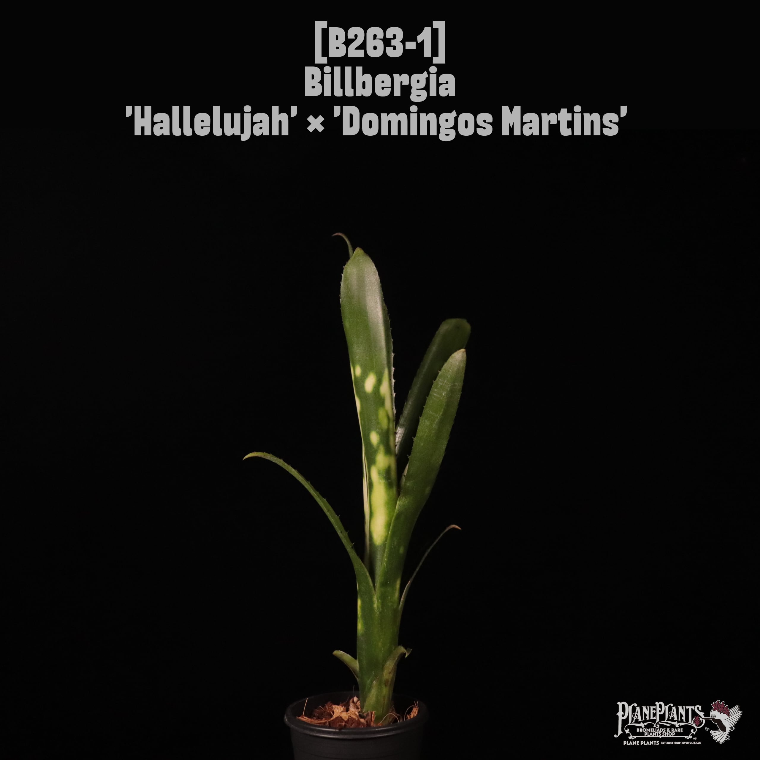 Billbergia 'Hallelujah' x 'Domingos Martins'〔ビルベルギア〕B263-1