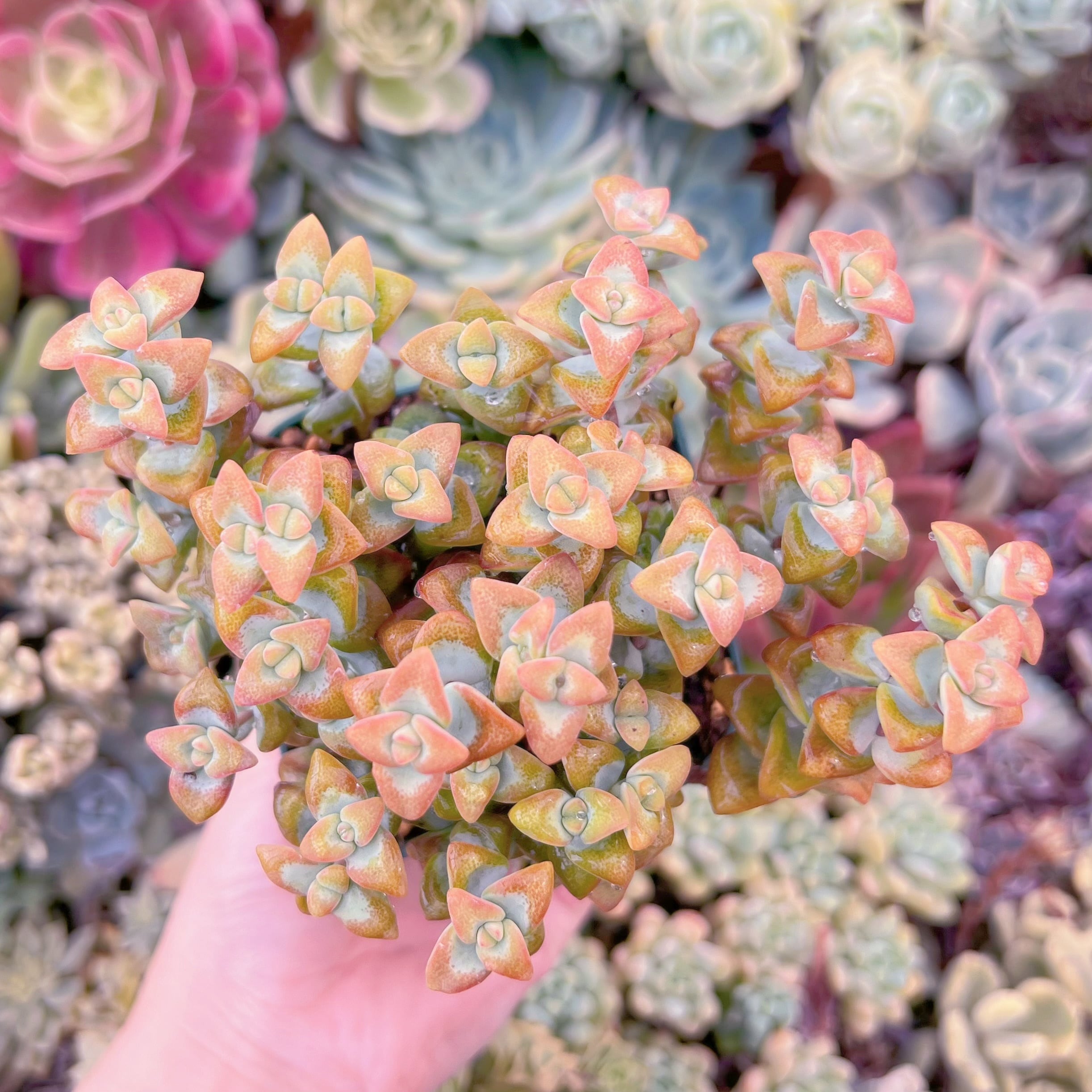 現品　ラブハート#677　るる農園