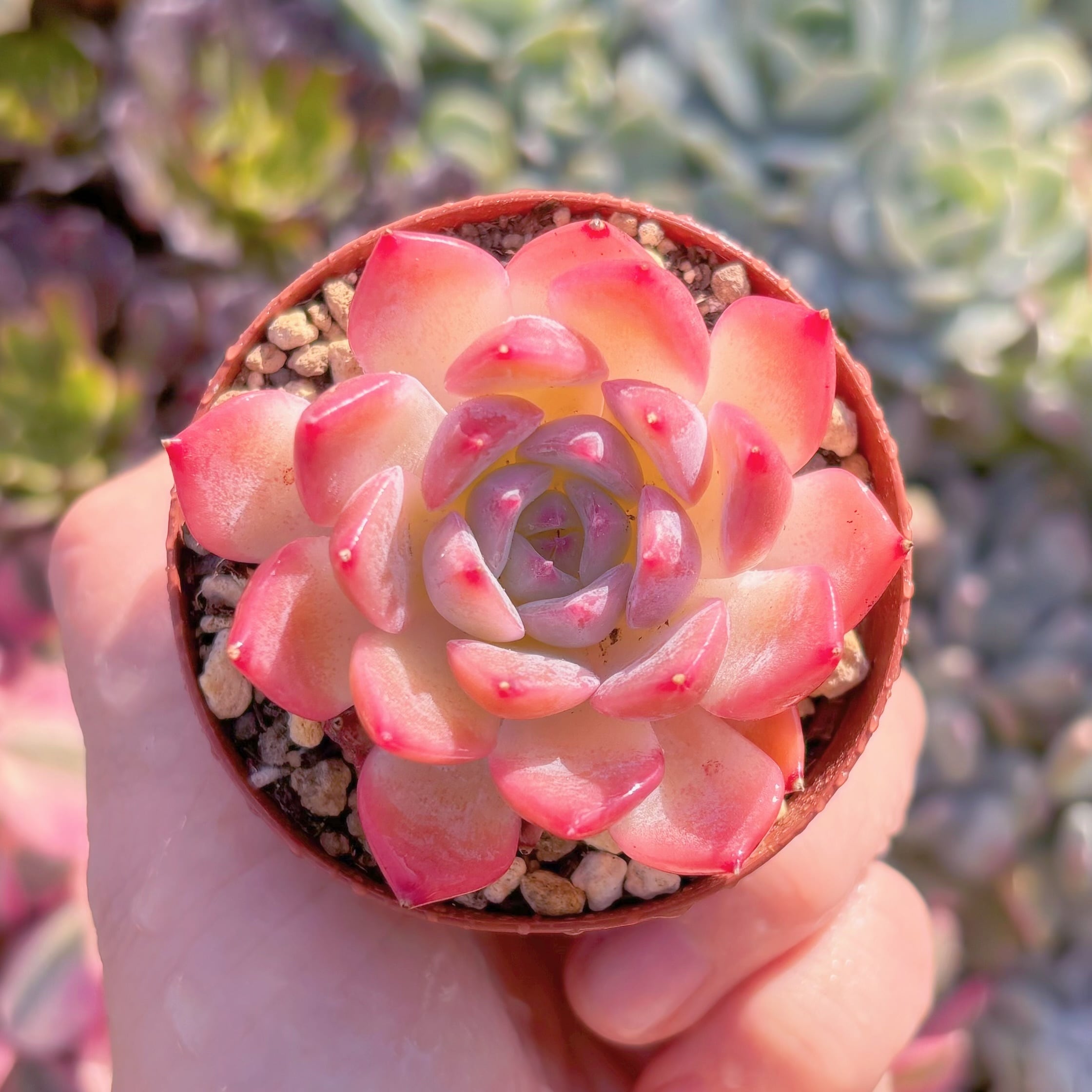 現品　ソクヨン#F207　るる農園