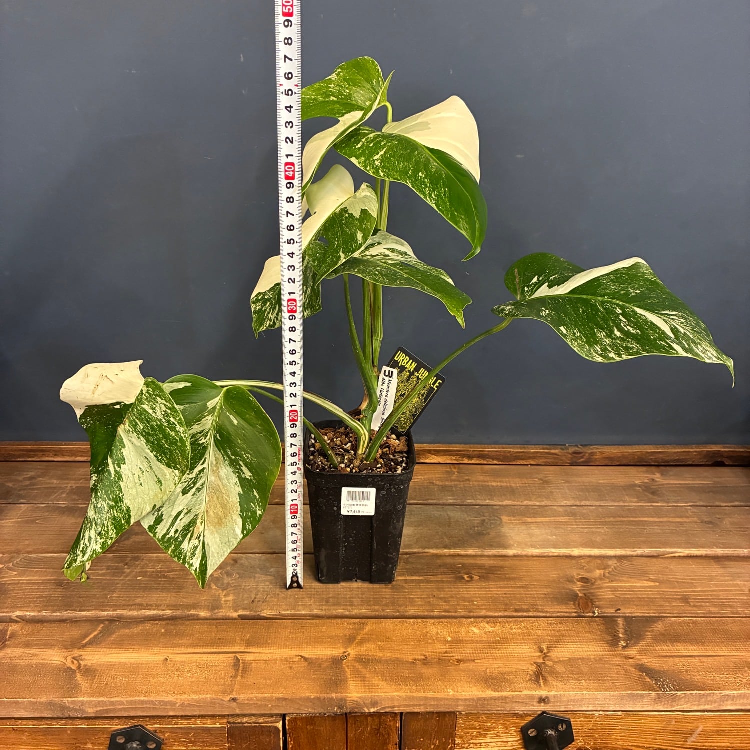 【Kd-Bb】鉢植え モンステラ 斑入り ボルシギアナ 高さ43cm Kd-Bb】鉢植え モンステラ 斑入り ボルシギアナ 高さ43cm 【公式通販】