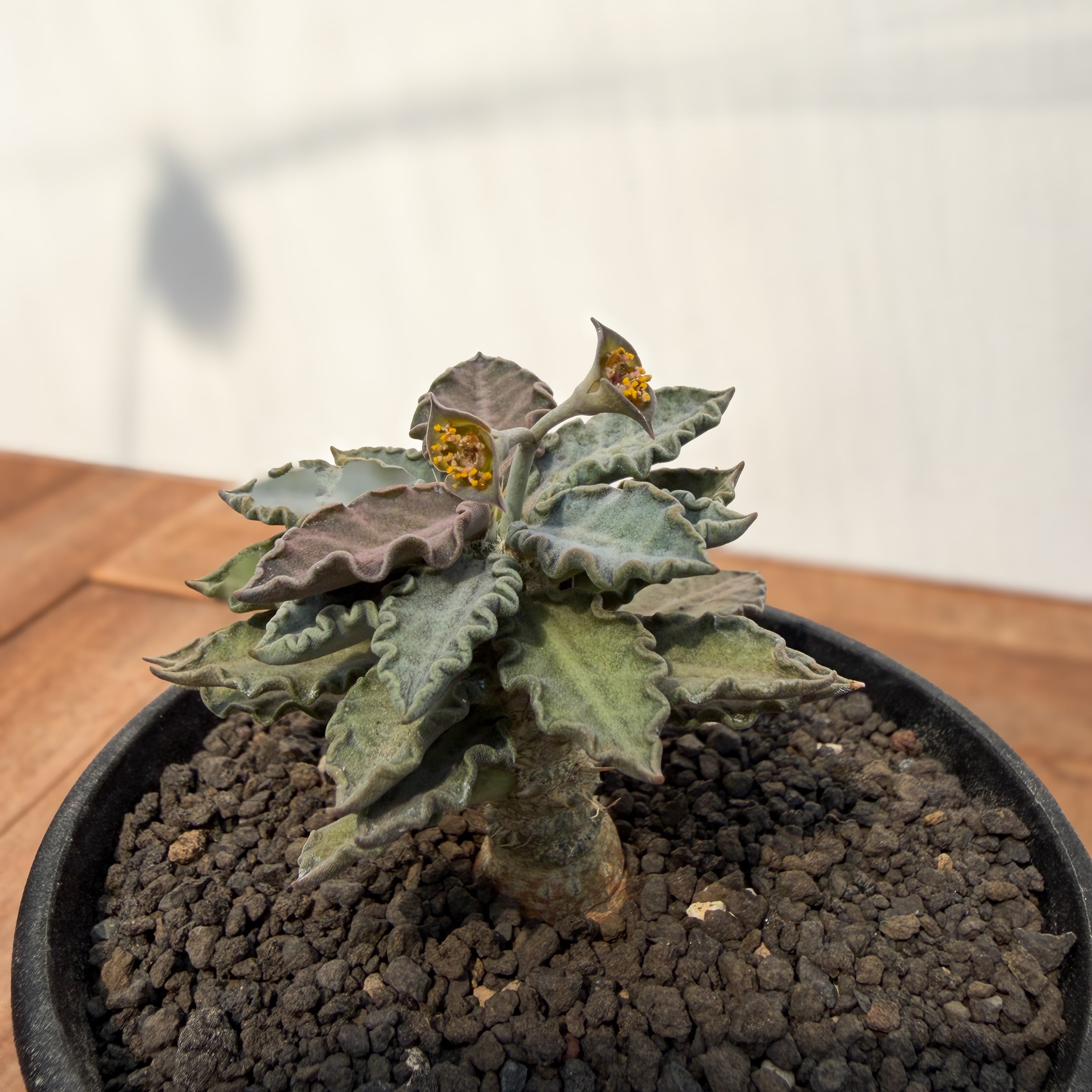 Euphorbia tulearensis【ユーフォルビア・トゥレアレンシス・実生