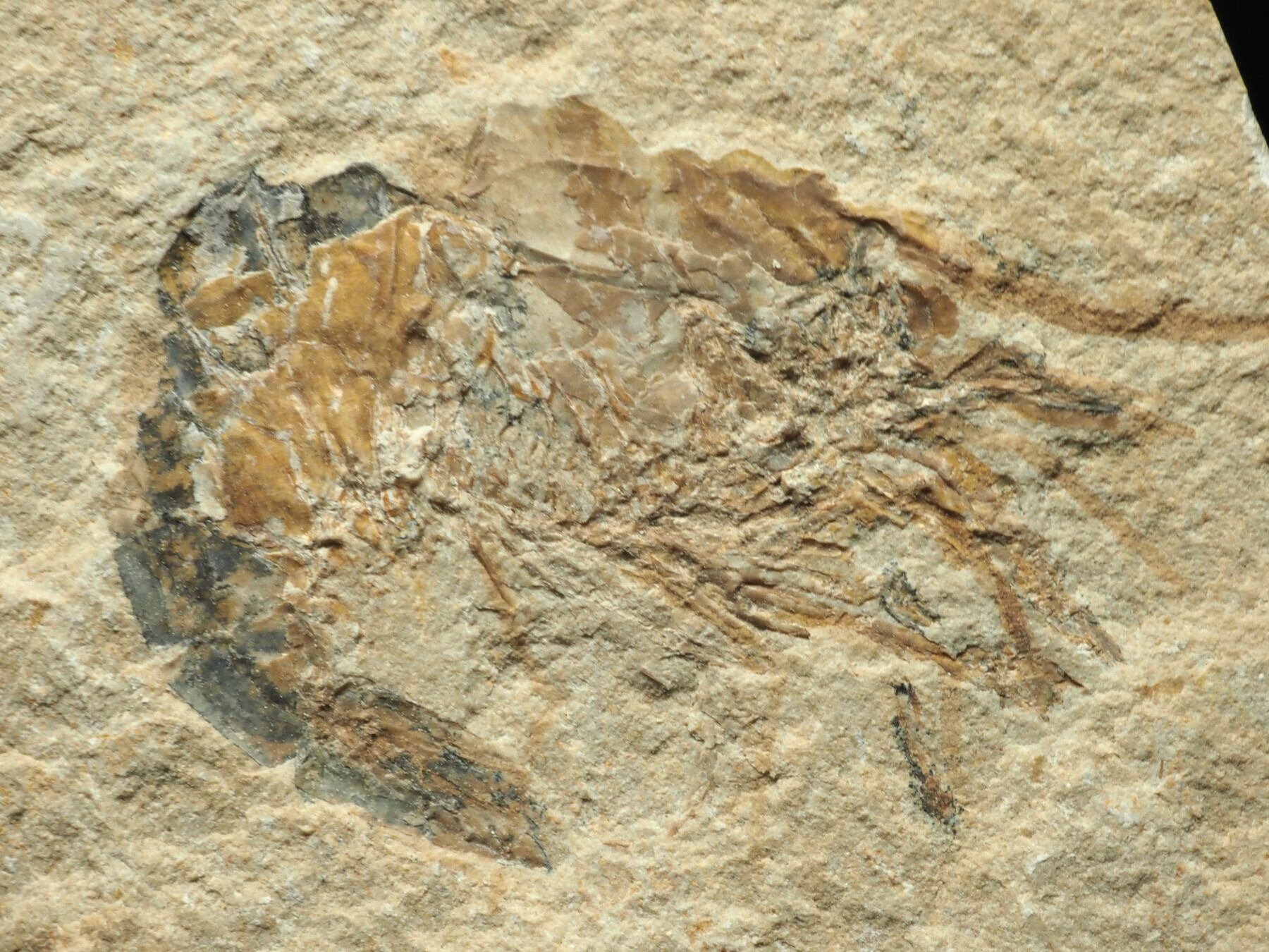 国産化石   海老化石  ２４０７１４－２ 両面！激レア！ロブスター＆エビの化石【Acanthophoenicides