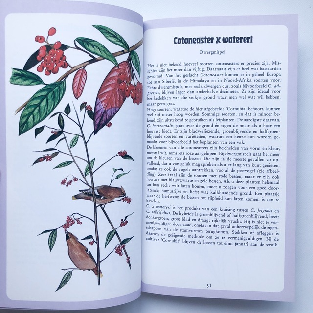 イラスト図鑑 庭の花と植物 50 Sierheesters Voor De Tuin Folklora