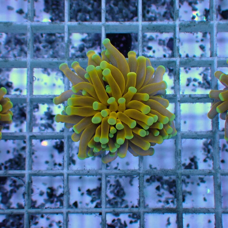 ハナサンゴ / Torch | HOUSE REEF(ハウスリーフ)サンゴ・海水魚