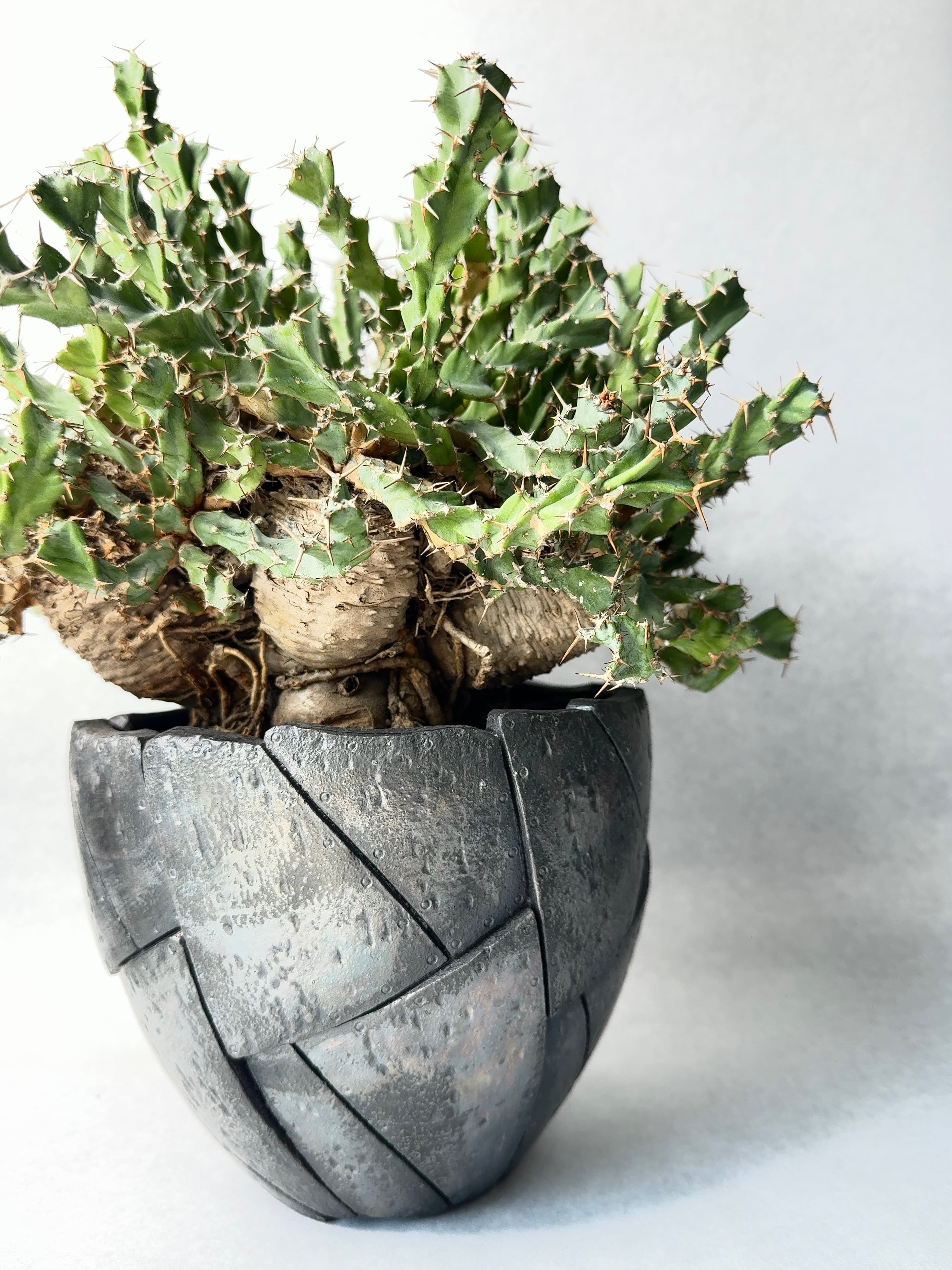 ユーフォルビア・クラビゲラ | trigger