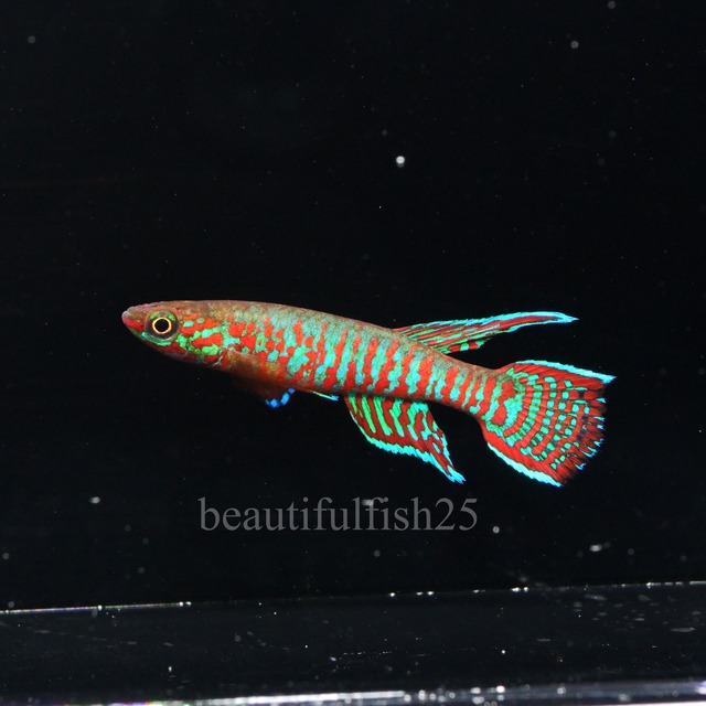 卵生メダカ beautifish25