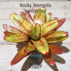 【送料無料】Neoregelia 'Jewelry Shop'〔ネオレゲリア〕現品発送N0084