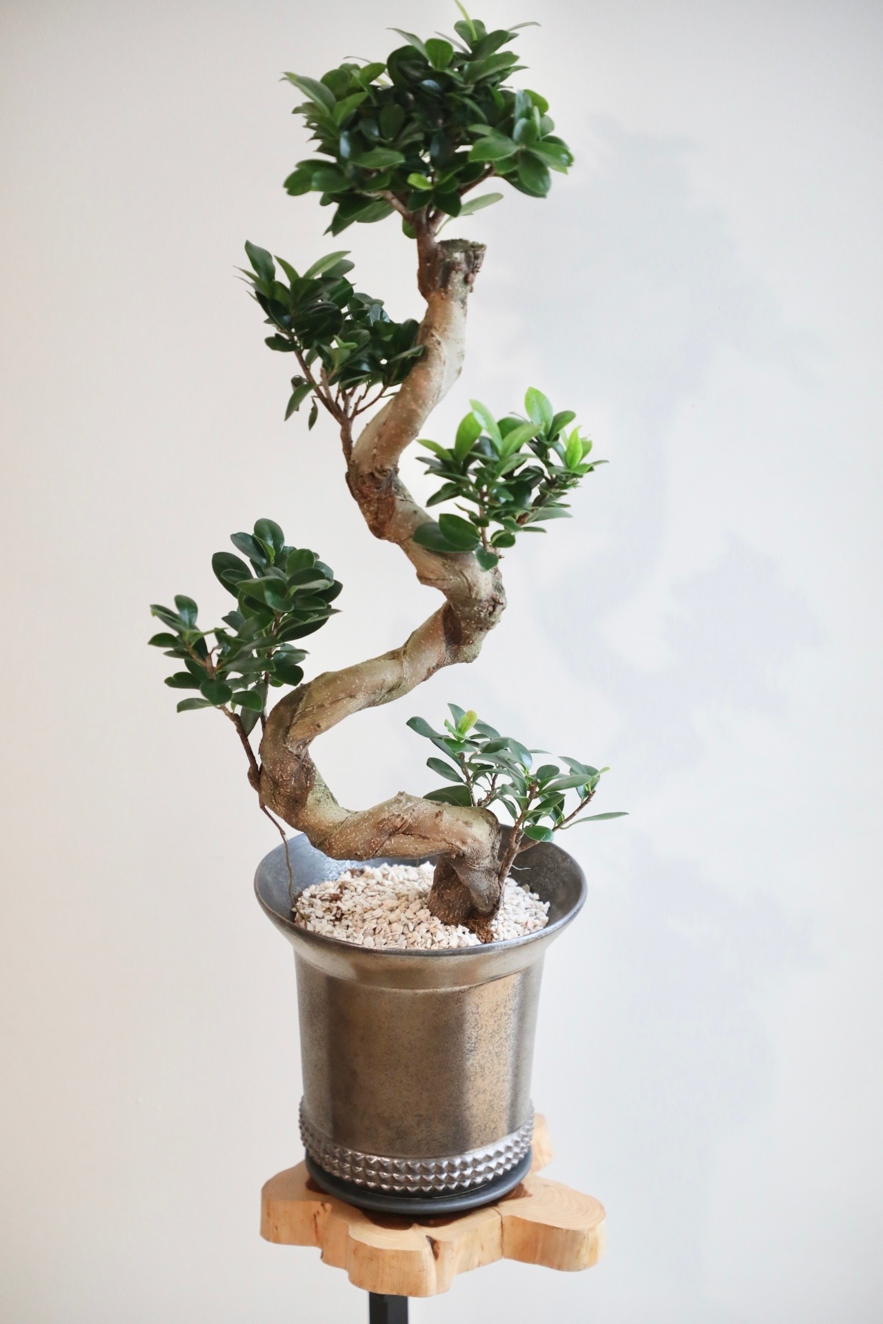 【L】ガジュマル 曲げ木/Ficus microcarpa　※陶器鉢付き