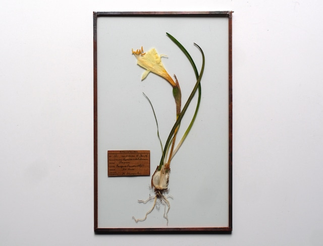 [ガラス・球根Fair] 水仙のガラス標本 17