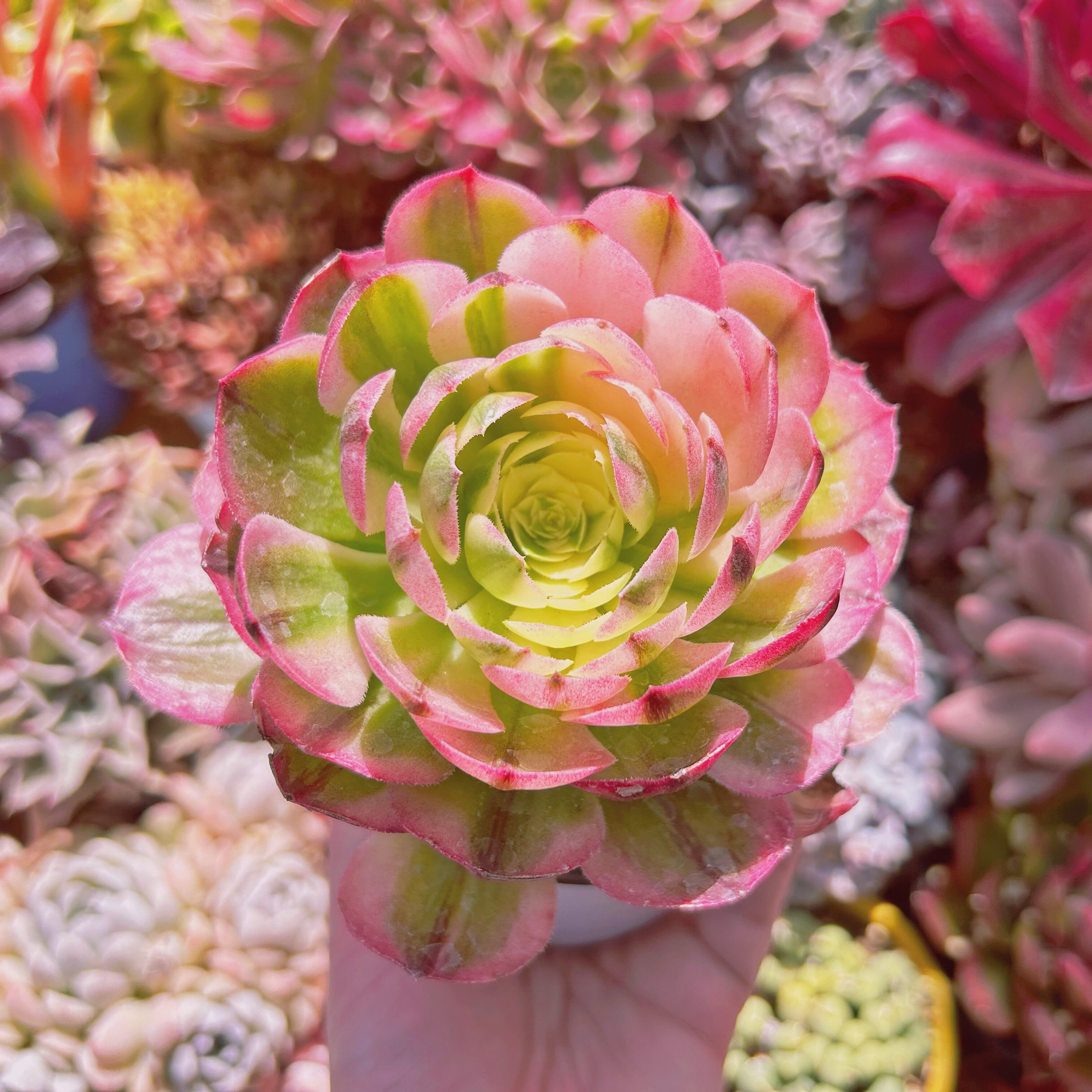 #822現物　多肉植物　Aeonium  海王　特大