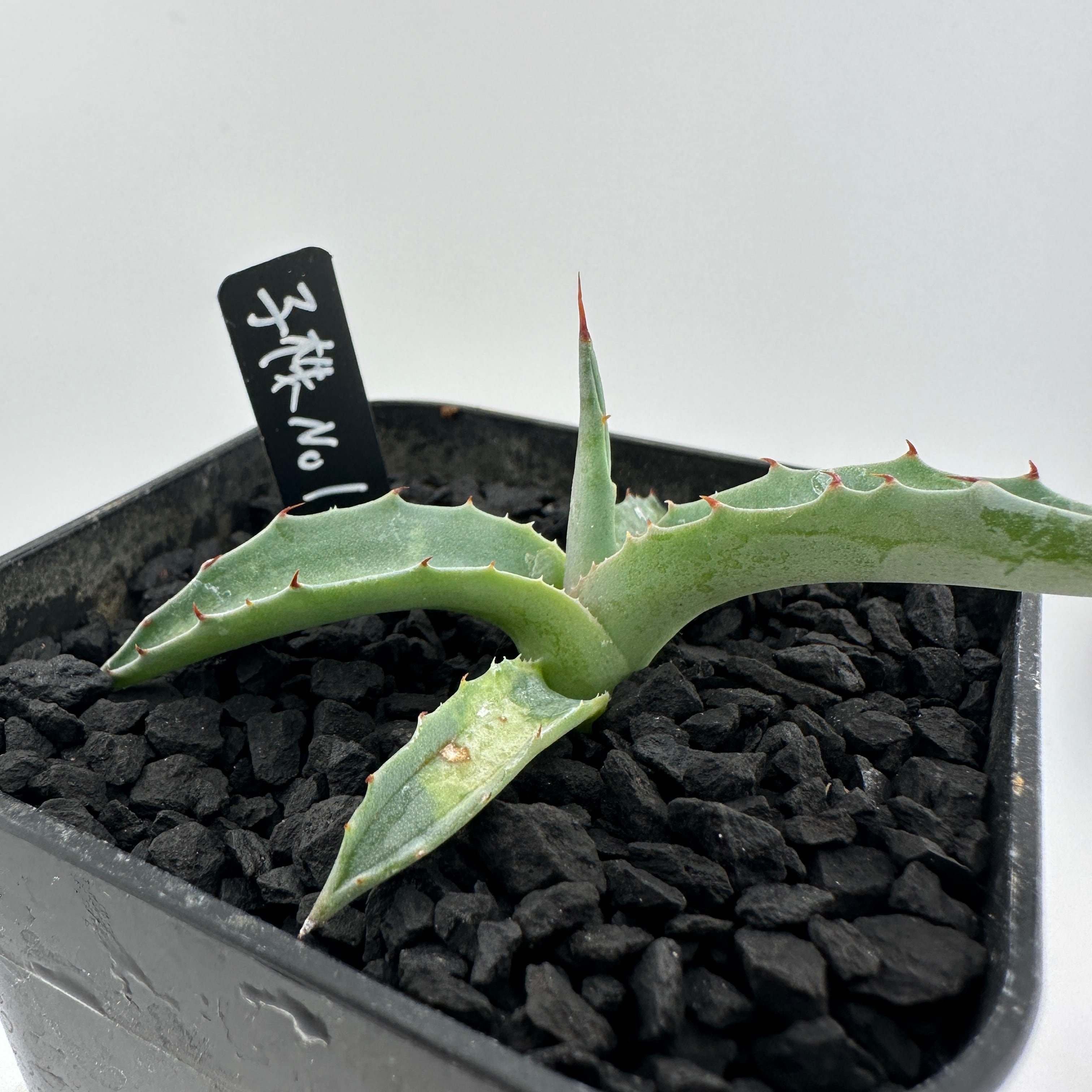 アガベ チタノタ ビースト 子株 発根済 鉢込み（アガベ ジョーホーク  