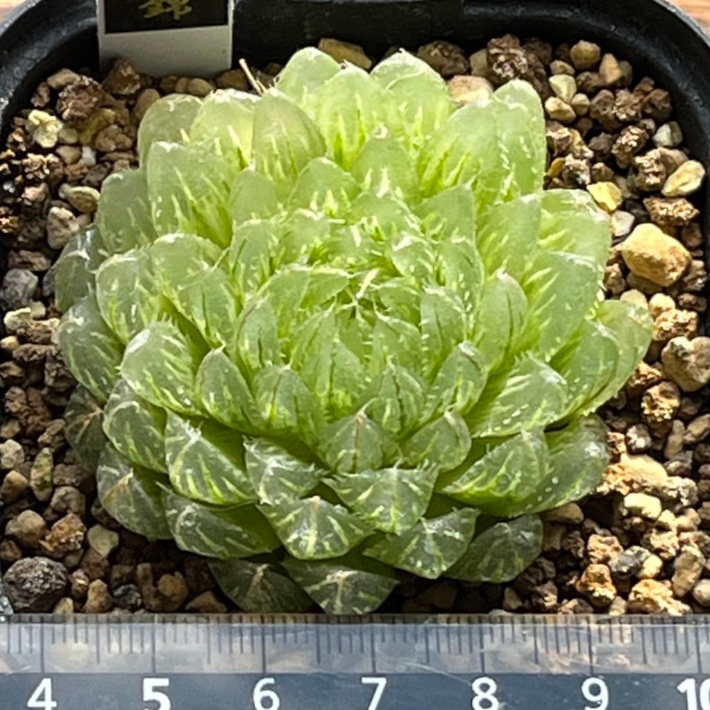 ハオルチア 翠雲錦③ | mocono_plants