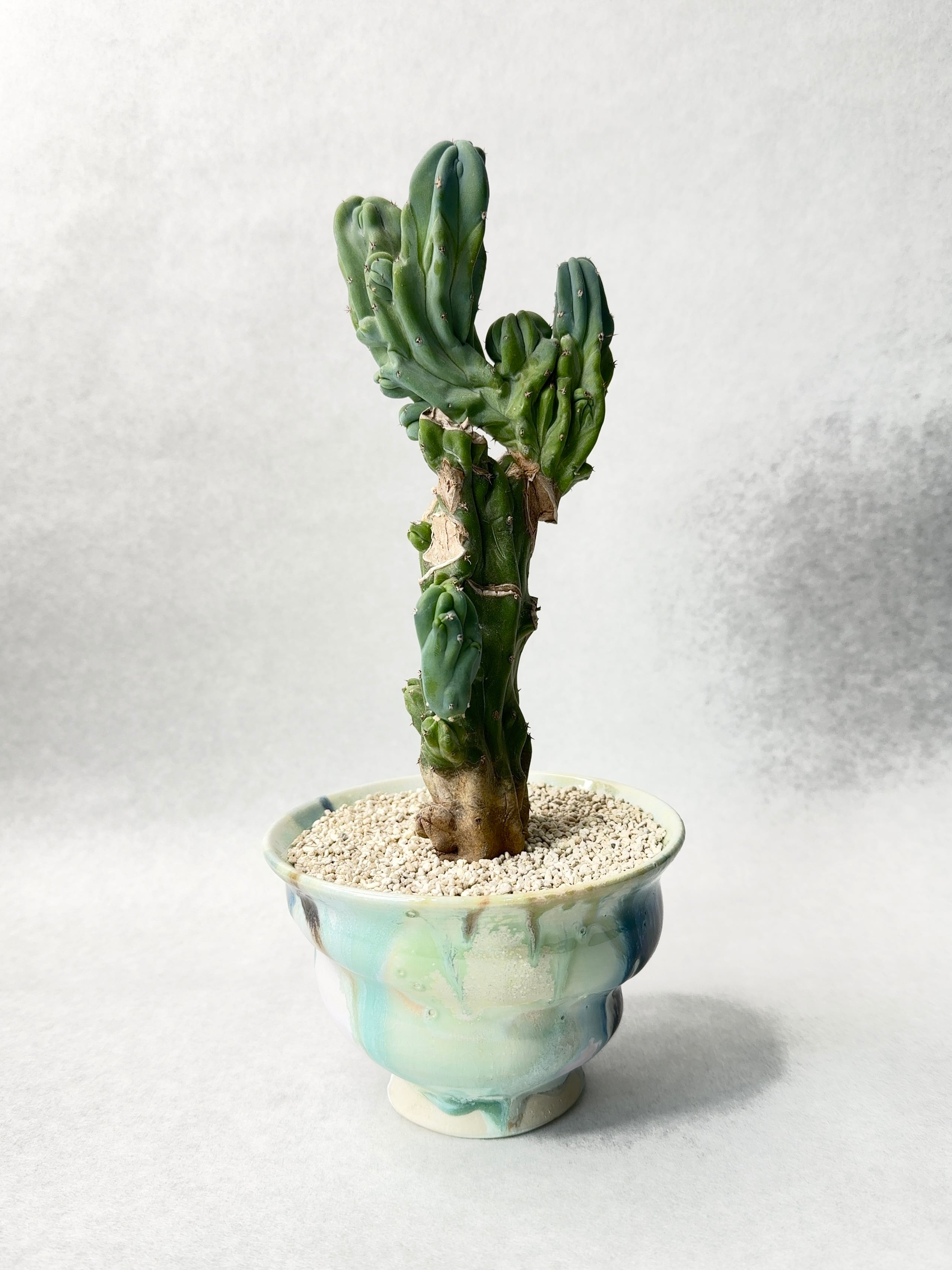 ミルチロカクタス・竜神木綴化